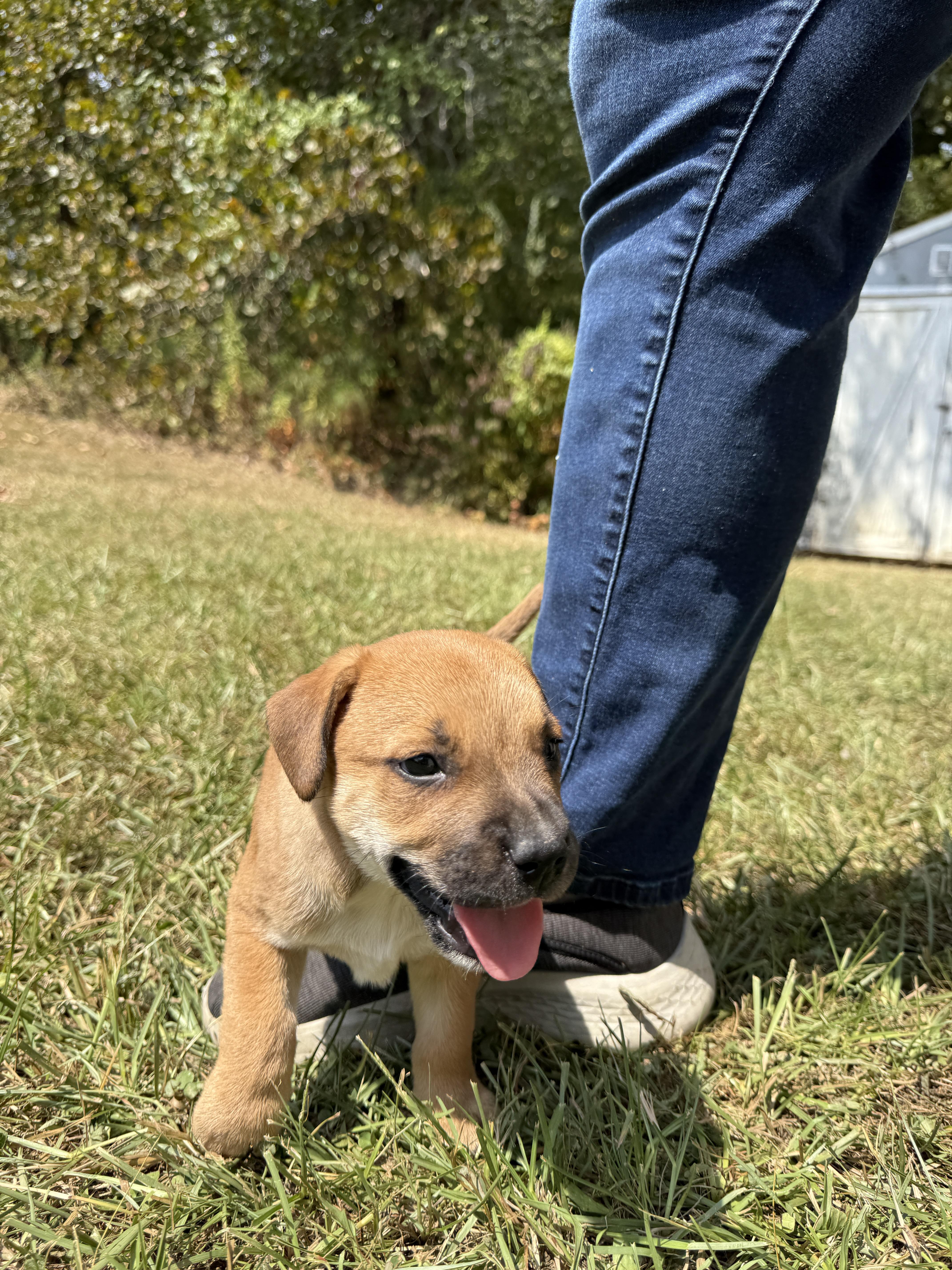 Phil, a Adoptable mixed breed in Gadsden, AL image 4/4