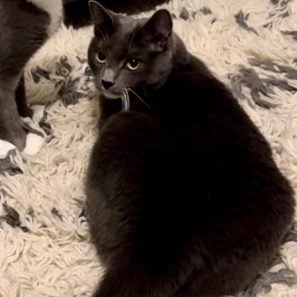 Enlarge Lulu, a Adoptable Russian Blue in Bountiful, UT image 1/2