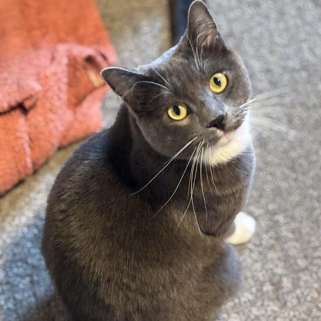 Enlarge Lulu, a Adoptable Russian Blue in Bountiful, UT image 2/2