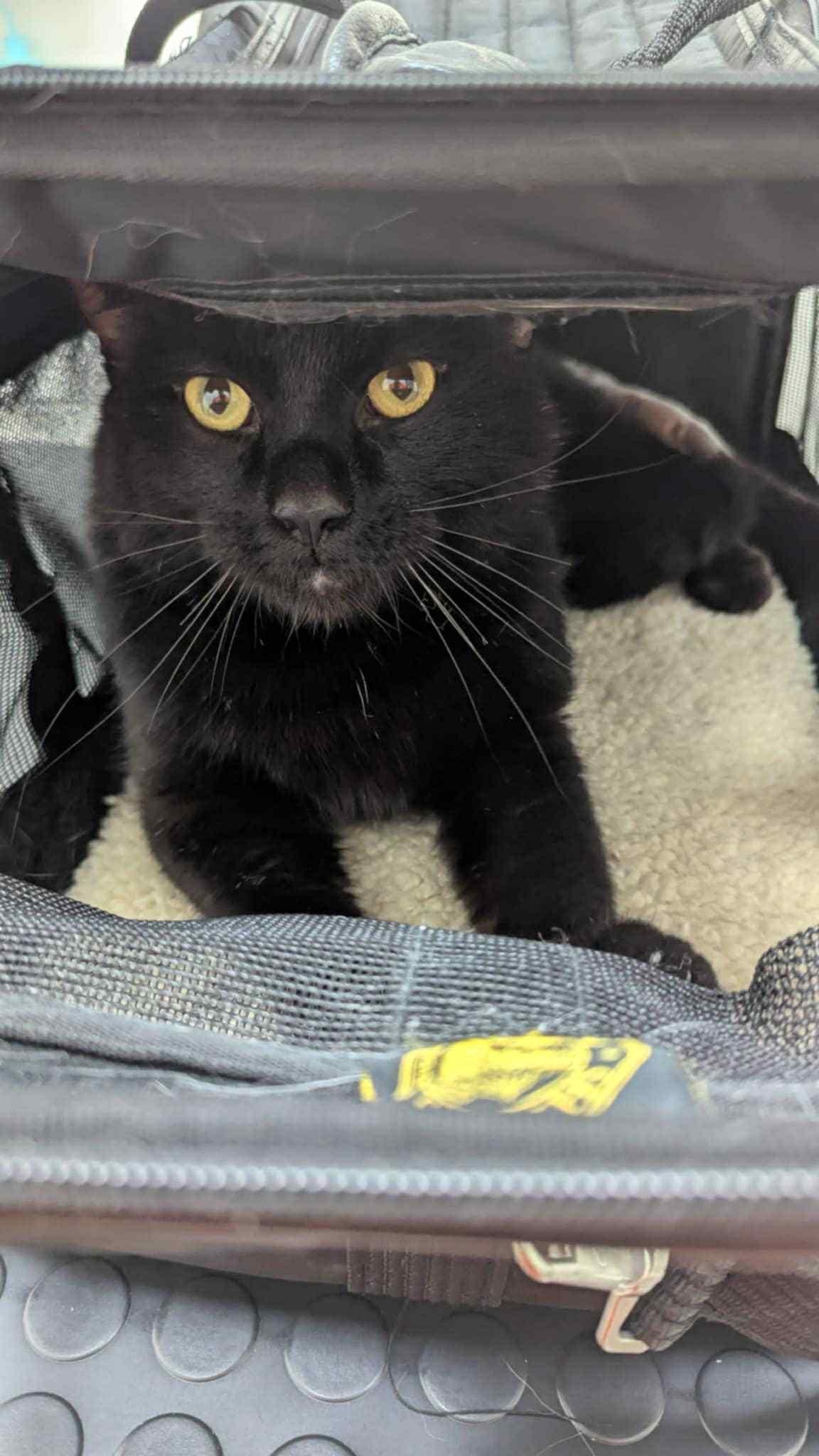 Jiji