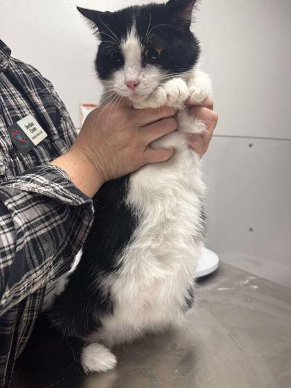 Priscilla, Adoptable, Adult Female Domestic Short Hair & Domestic Short Hair.