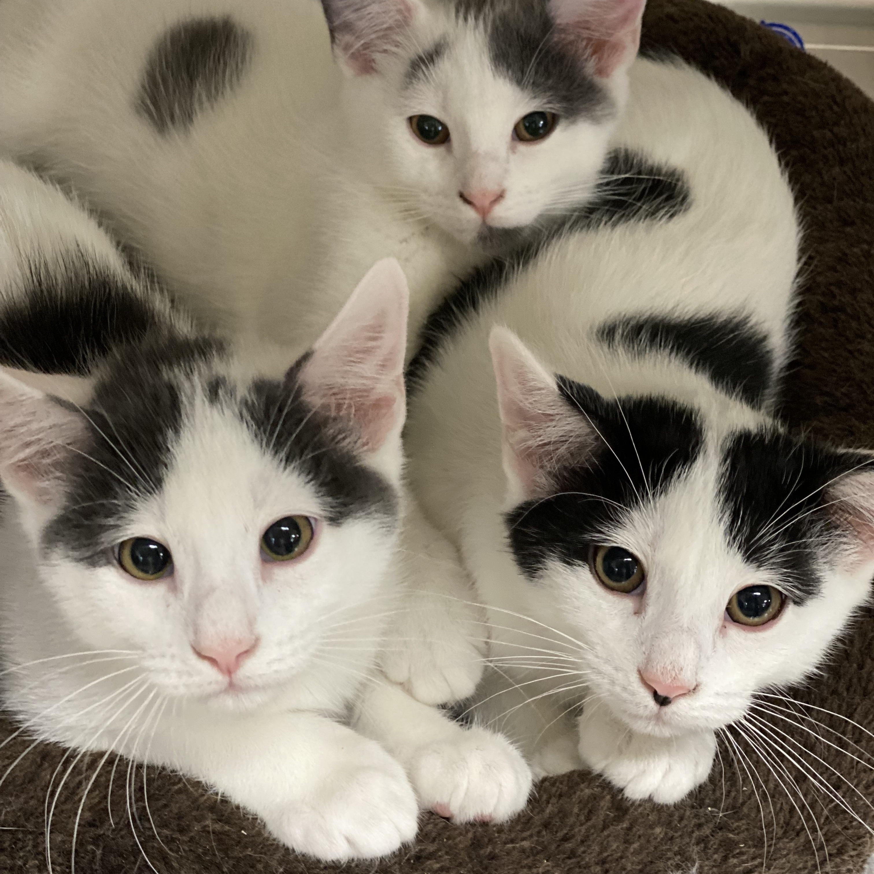 Enlarge Chess, a Adoptable Domestic Short Hair in Collierville, TN image 5/6