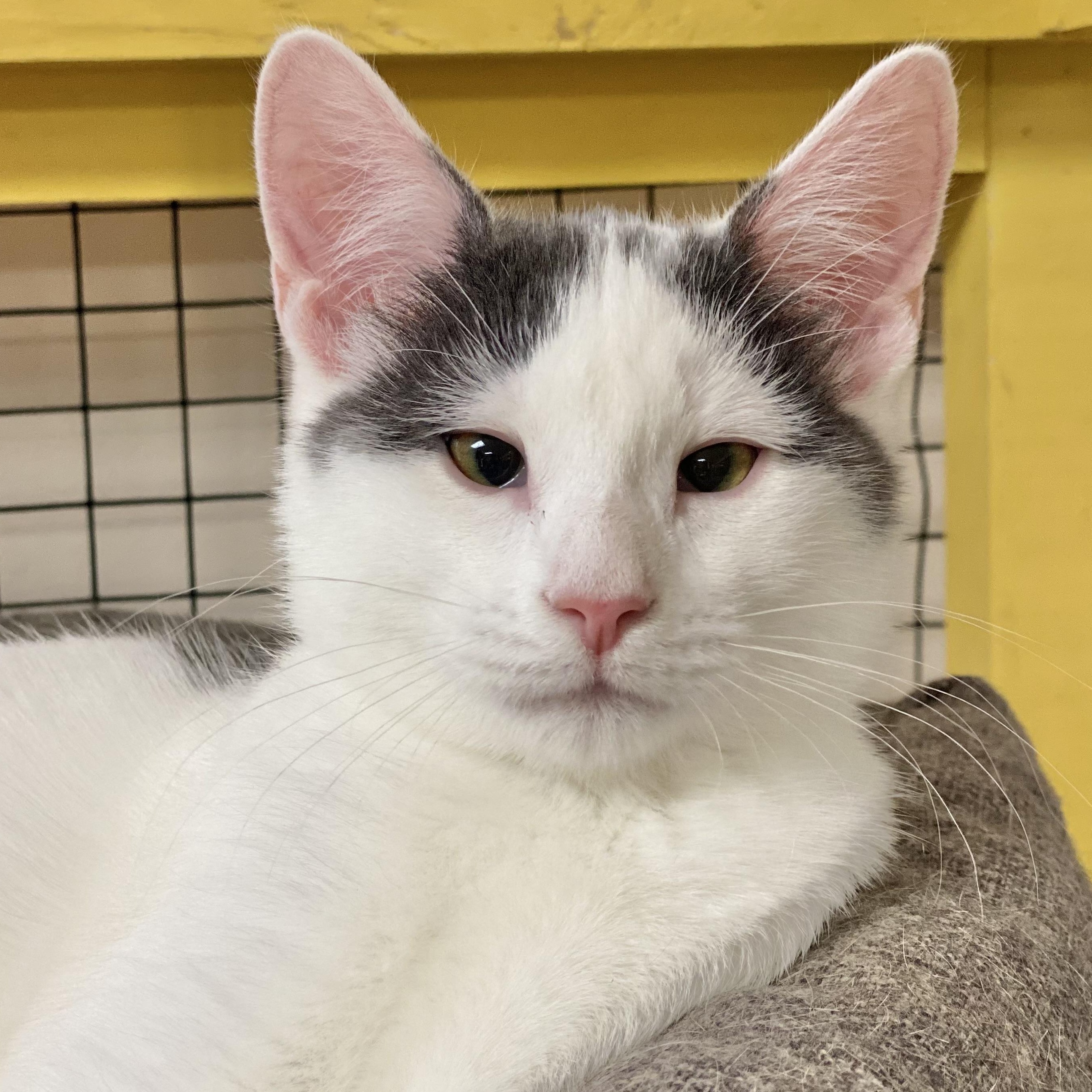 Enlarge Chess, a Adoptable Domestic Short Hair in Collierville, TN image 1/6