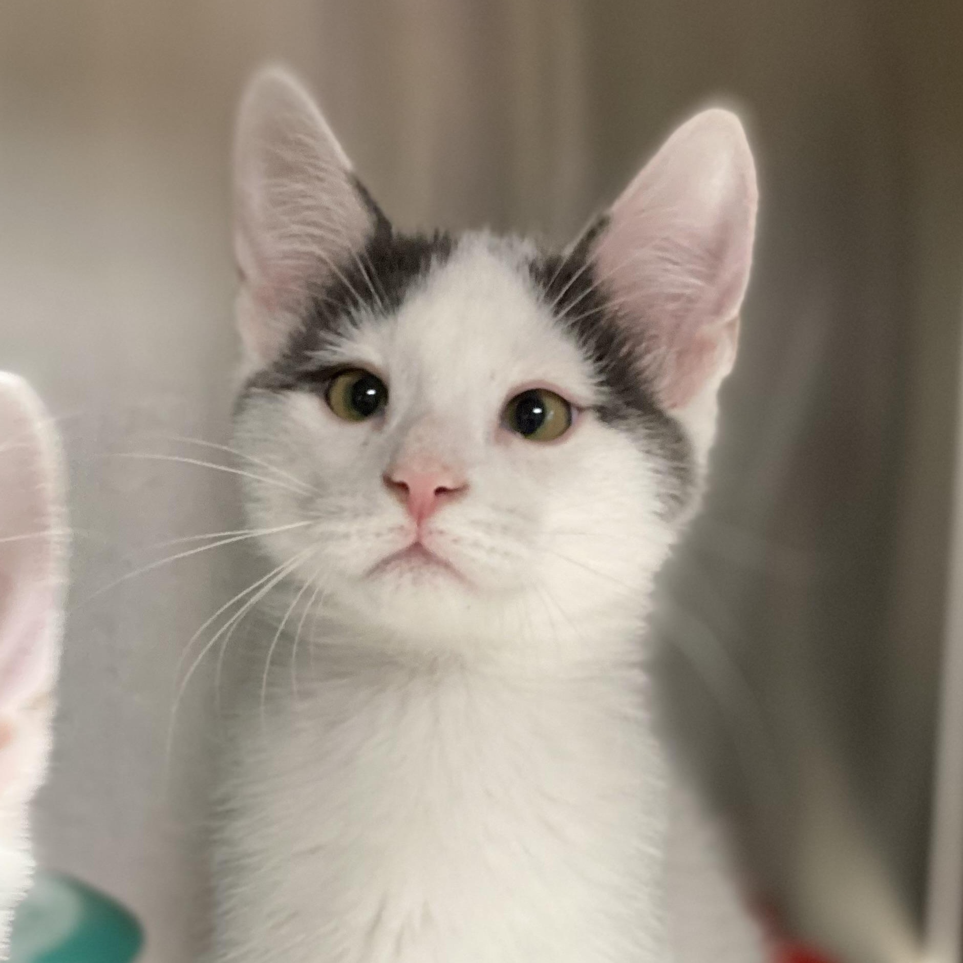 Enlarge Chess, a Adoptable Domestic Short Hair in Collierville, TN image 4/6