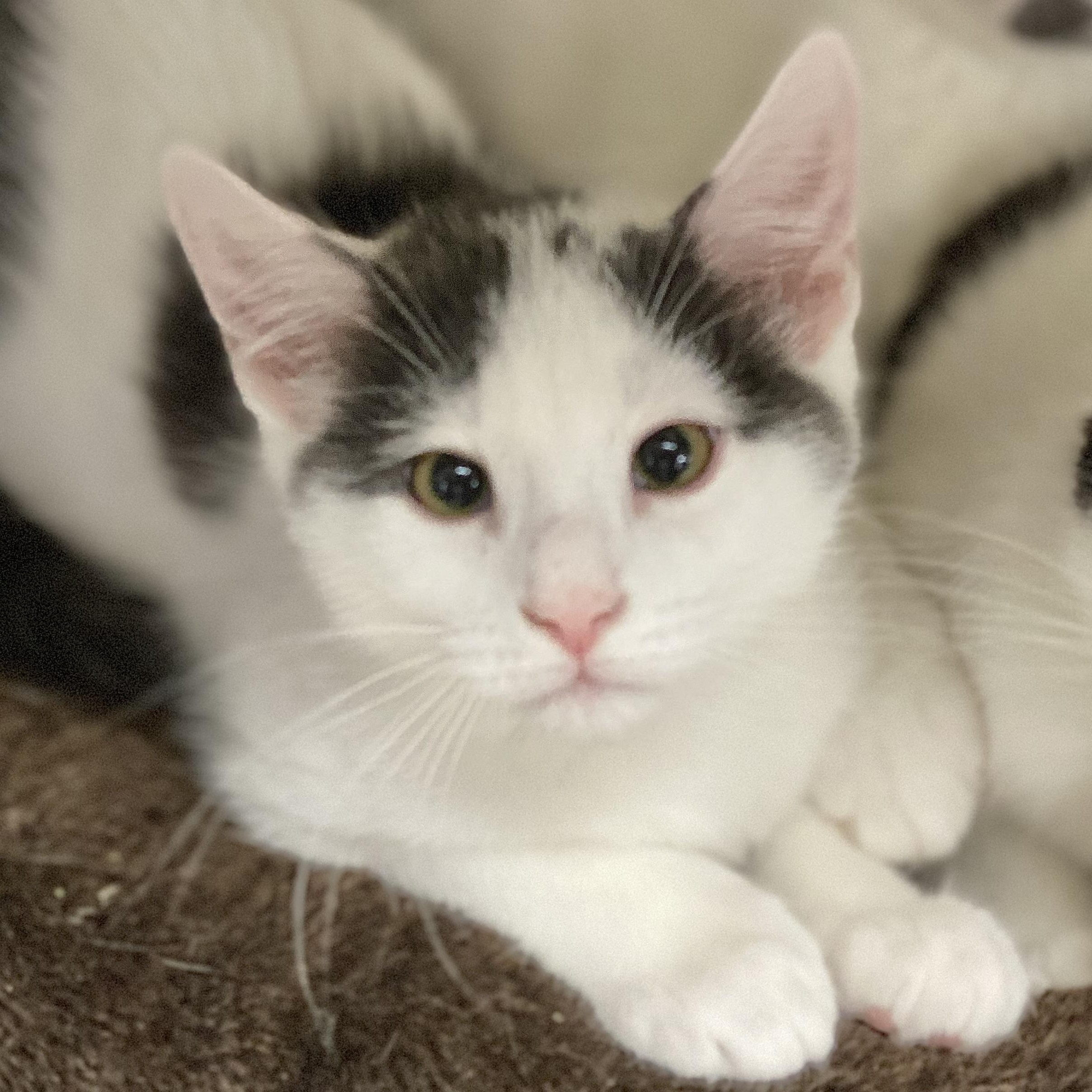 Enlarge Chess, a Adoptable Domestic Short Hair in Collierville, TN image 3/6