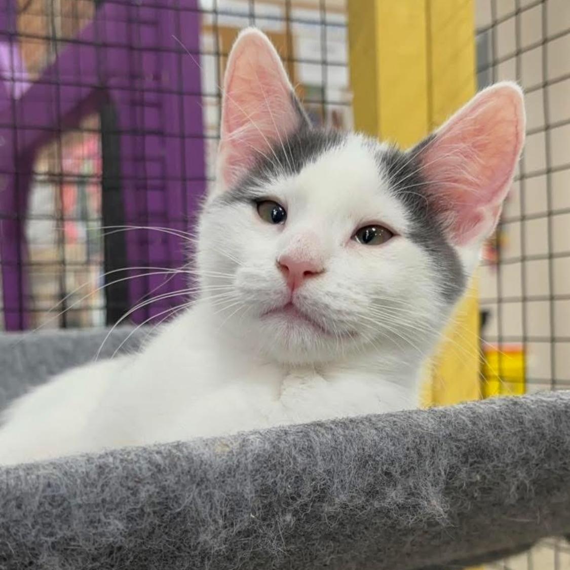 Enlarge Chess, a Adoptable Domestic Short Hair in Collierville, TN image 2/6