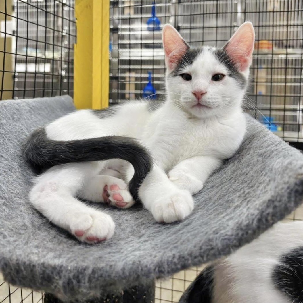 Enlarge Chess, a Adoptable Domestic Short Hair in Collierville, TN image 6/6