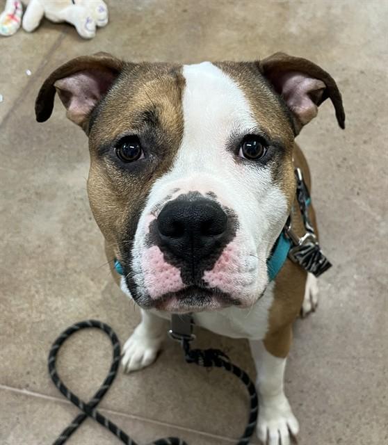 CROSBY, Adoptable, Young Male Pit Bull Terrier & Mixed Breed.