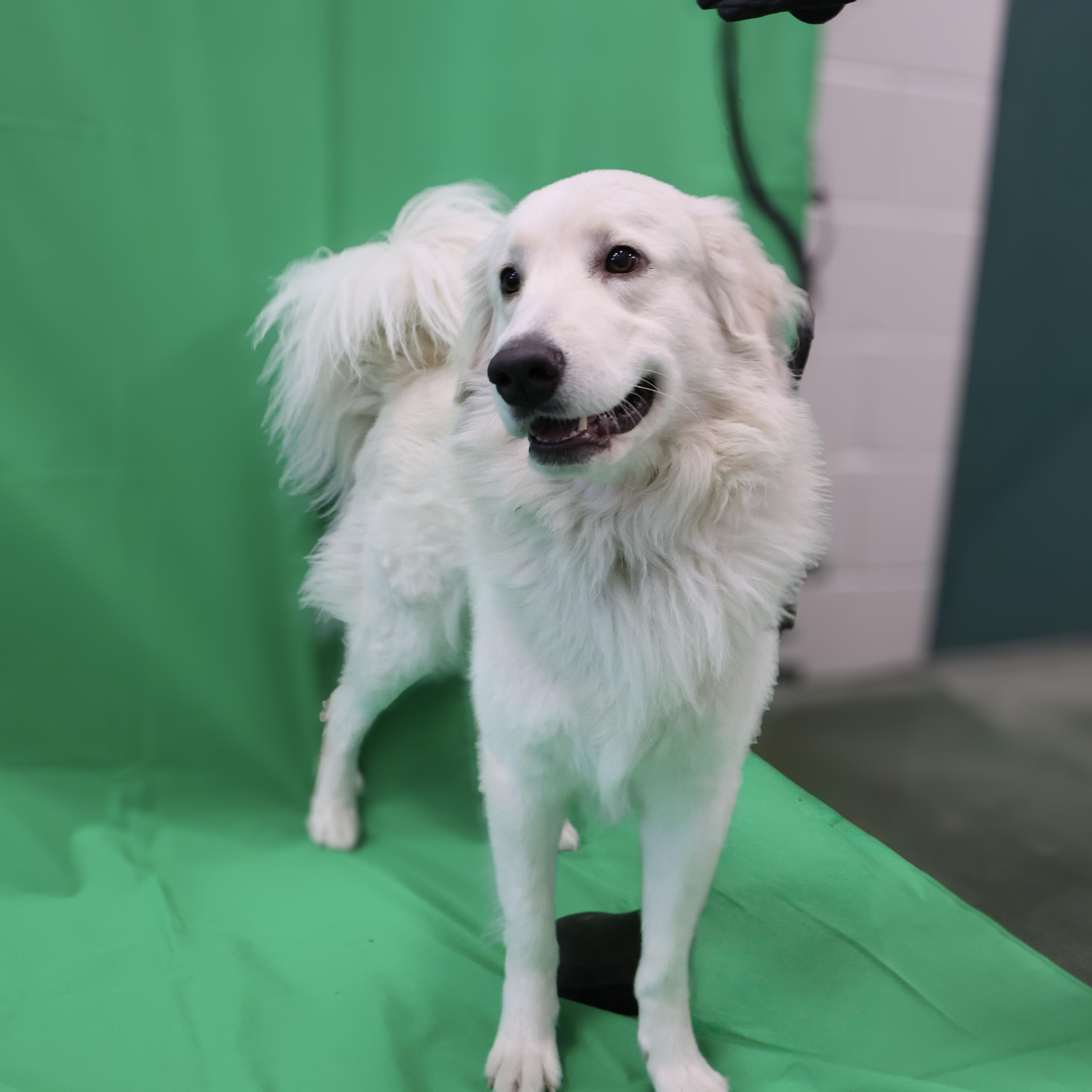 Gojo, an adoptable Great Pyrenees, Labrador Retriever in Winnipeg, MB, R3E 3N8 | Photo Image 1