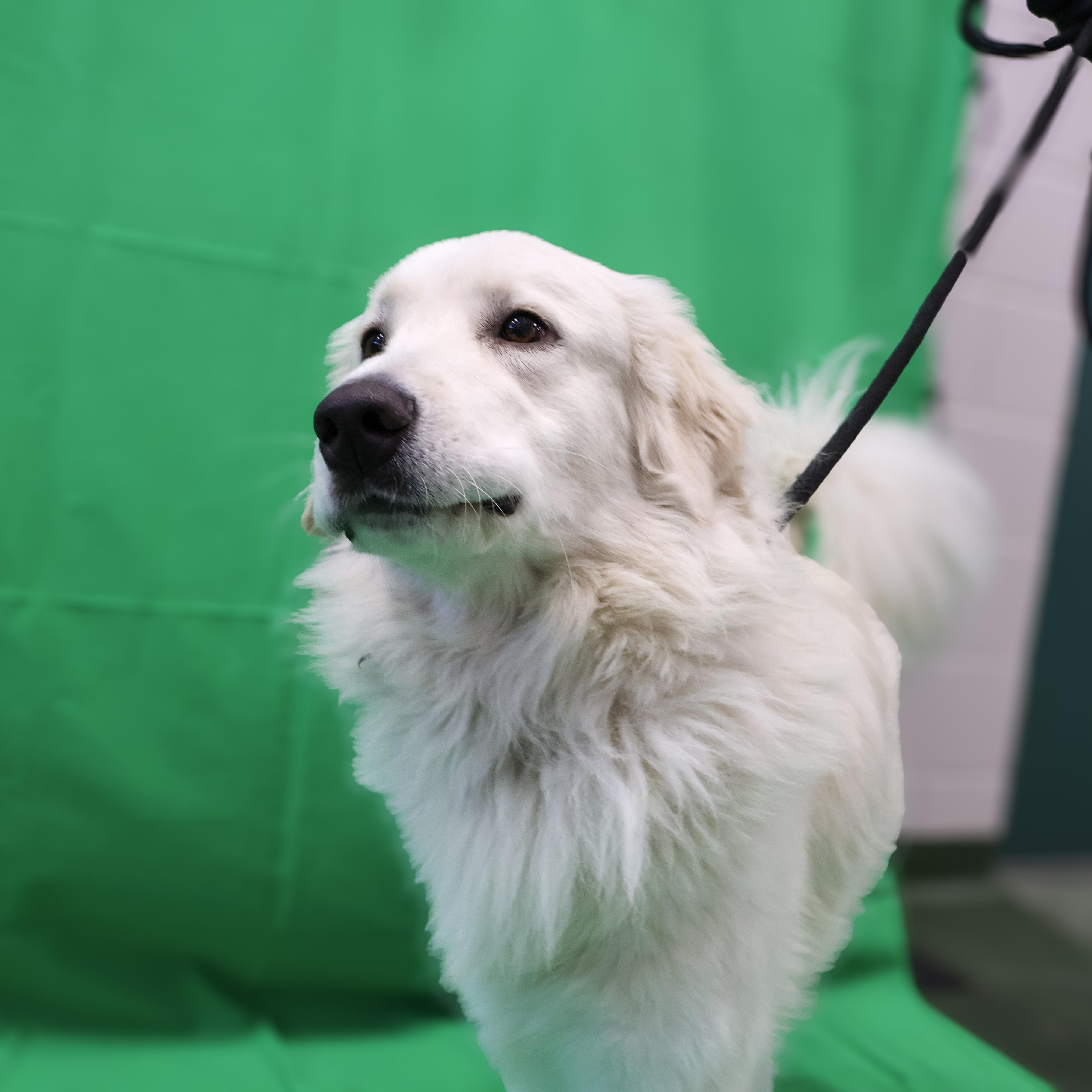 Gojo, an adoptable Great Pyrenees, Labrador Retriever in Winnipeg, MB, R3E 3N8 | Photo Image 2