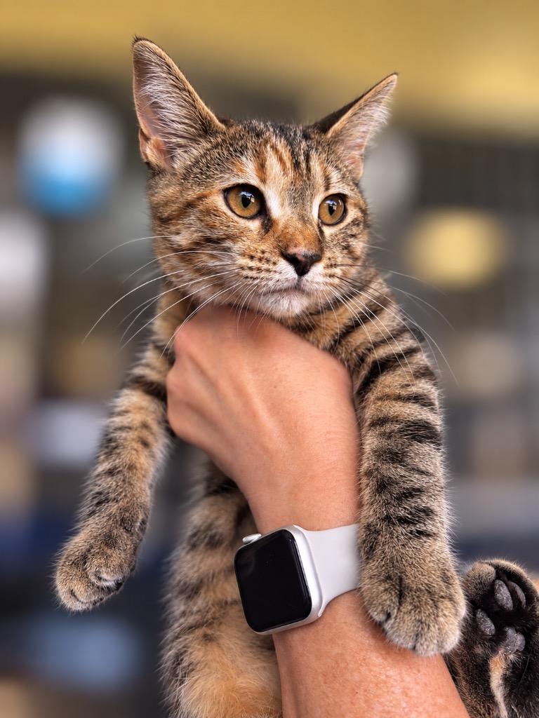 LuAnn, Adoptable, Kitten Female Domestic Short Hair.
