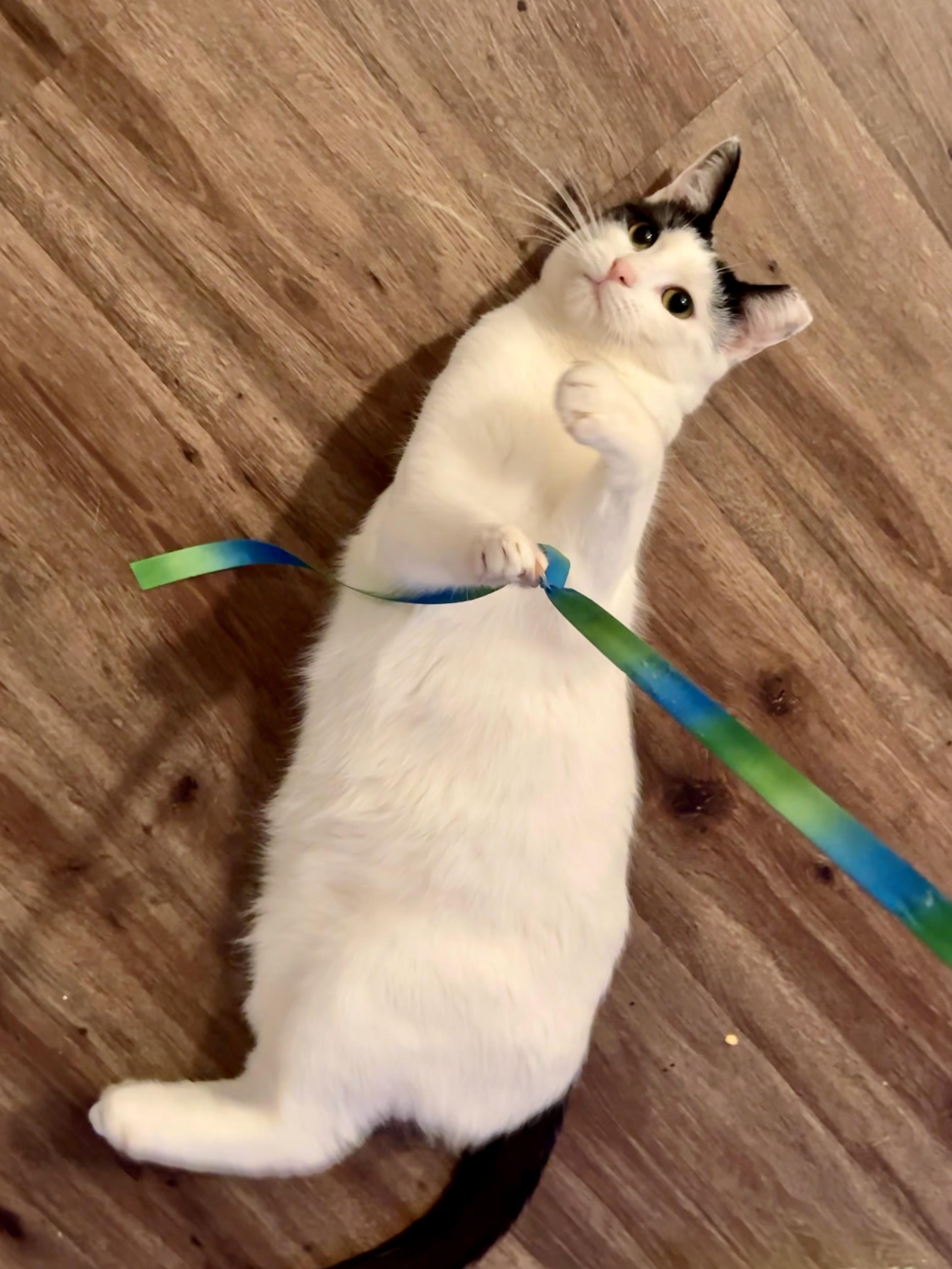 Enlarge Flora, a Adoptable American Shorthair in San Jose, CA image 3/6