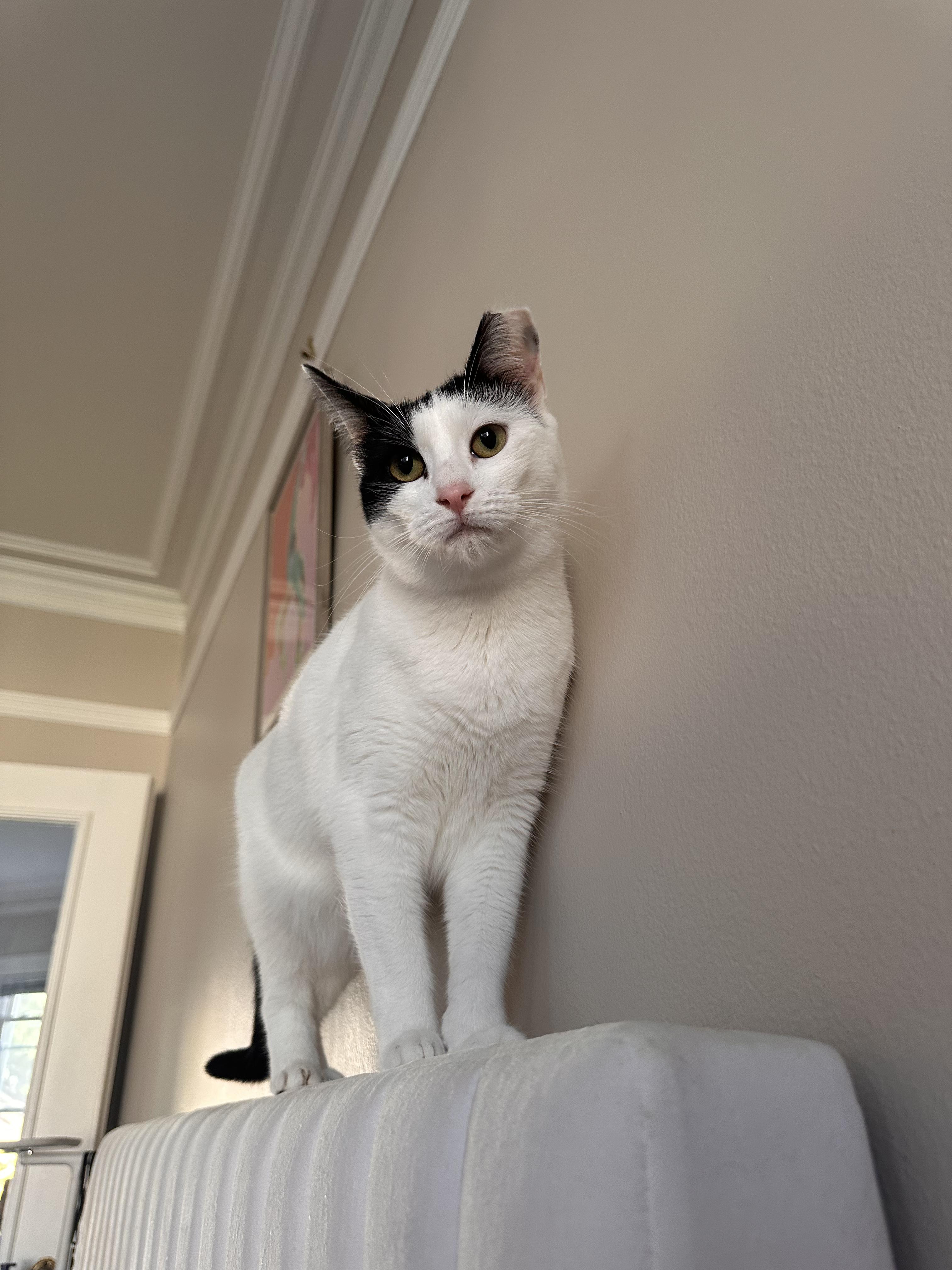 Enlarge Flora, a Adoptable American Shorthair in San Jose, CA image 2/6