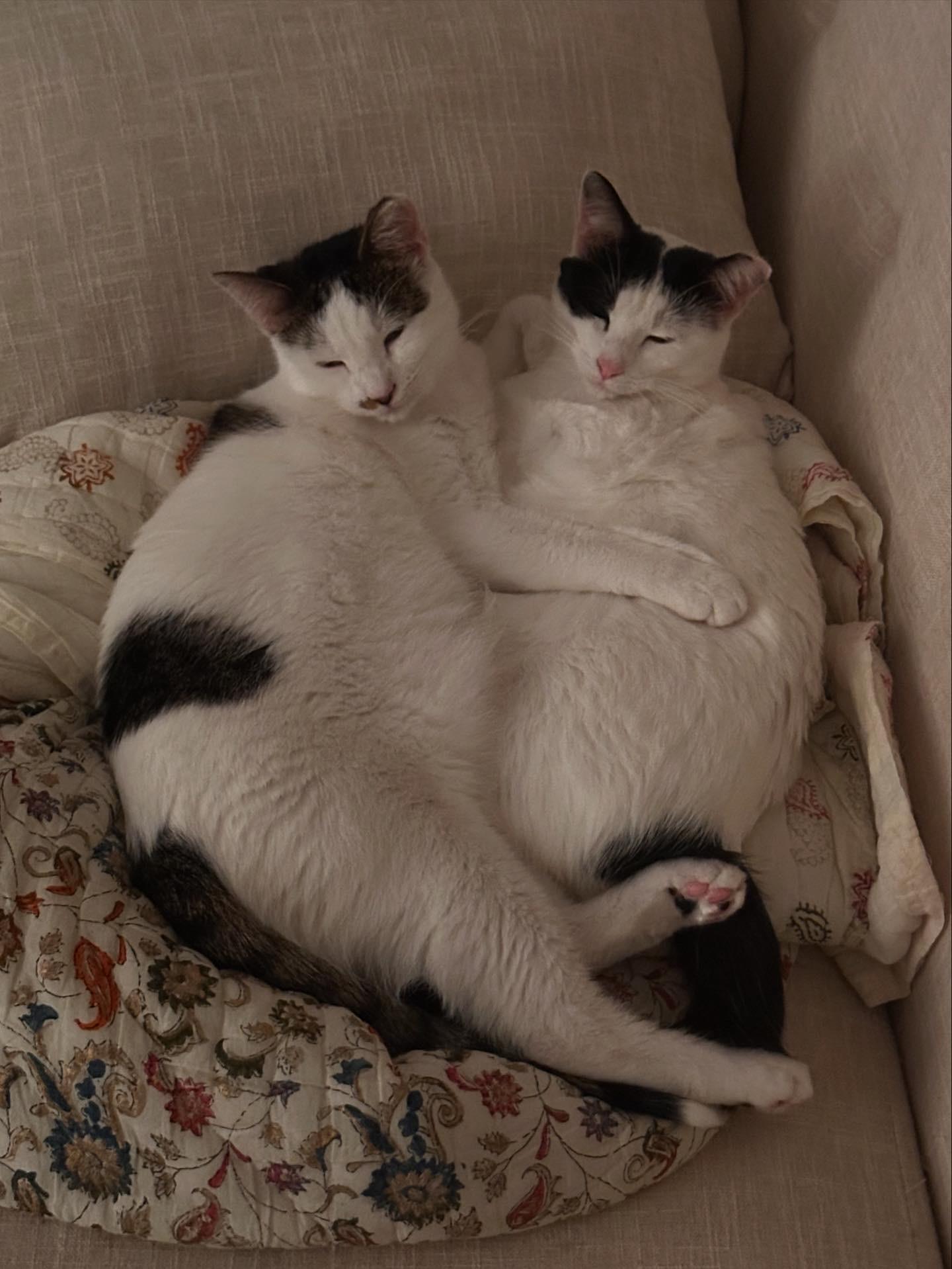 Enlarge Flora, a Adoptable American Shorthair in San Jose, CA image 4/6