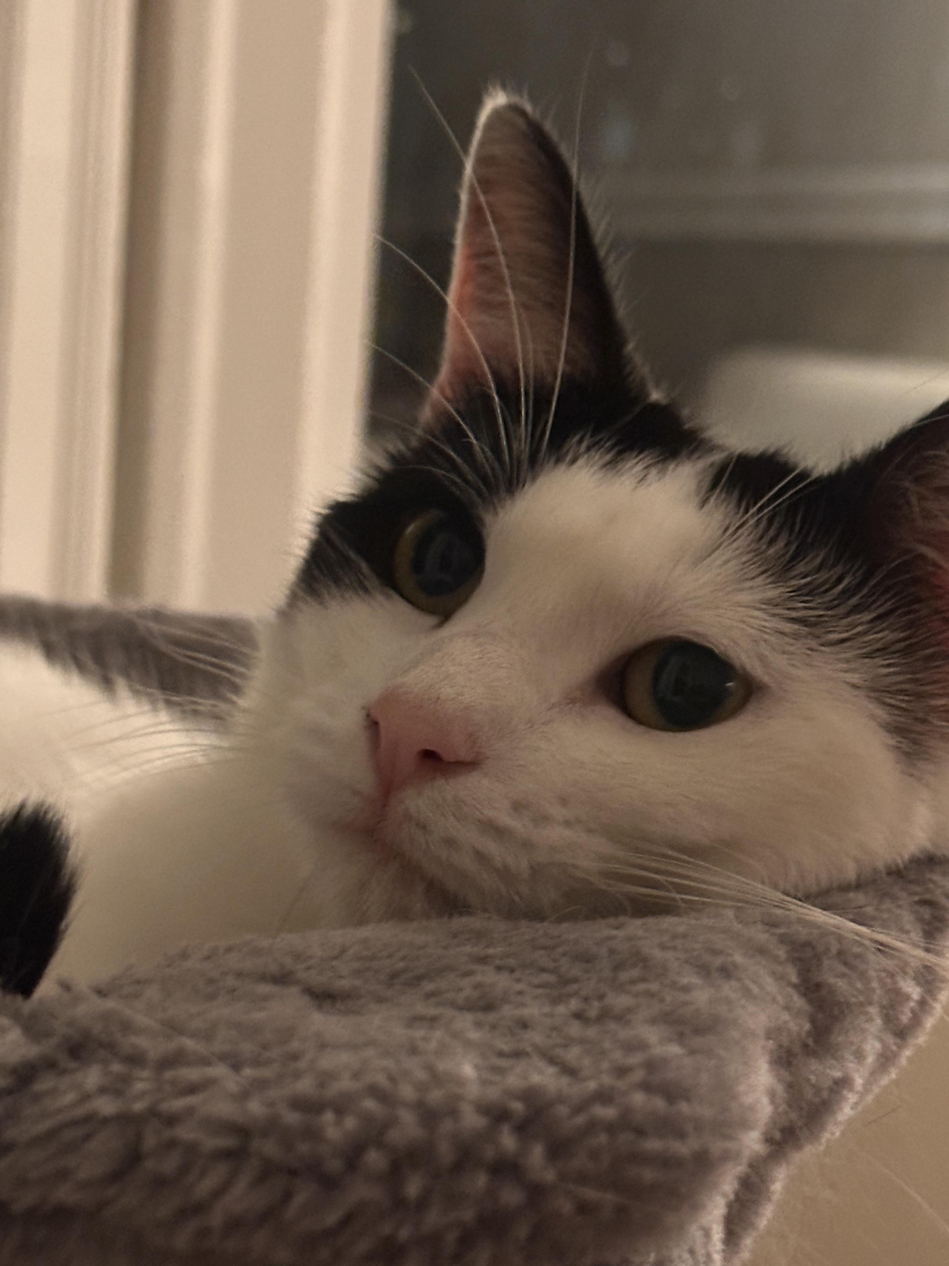 Enlarge Flora, a Adoptable American Shorthair in San Jose, CA image 5/6