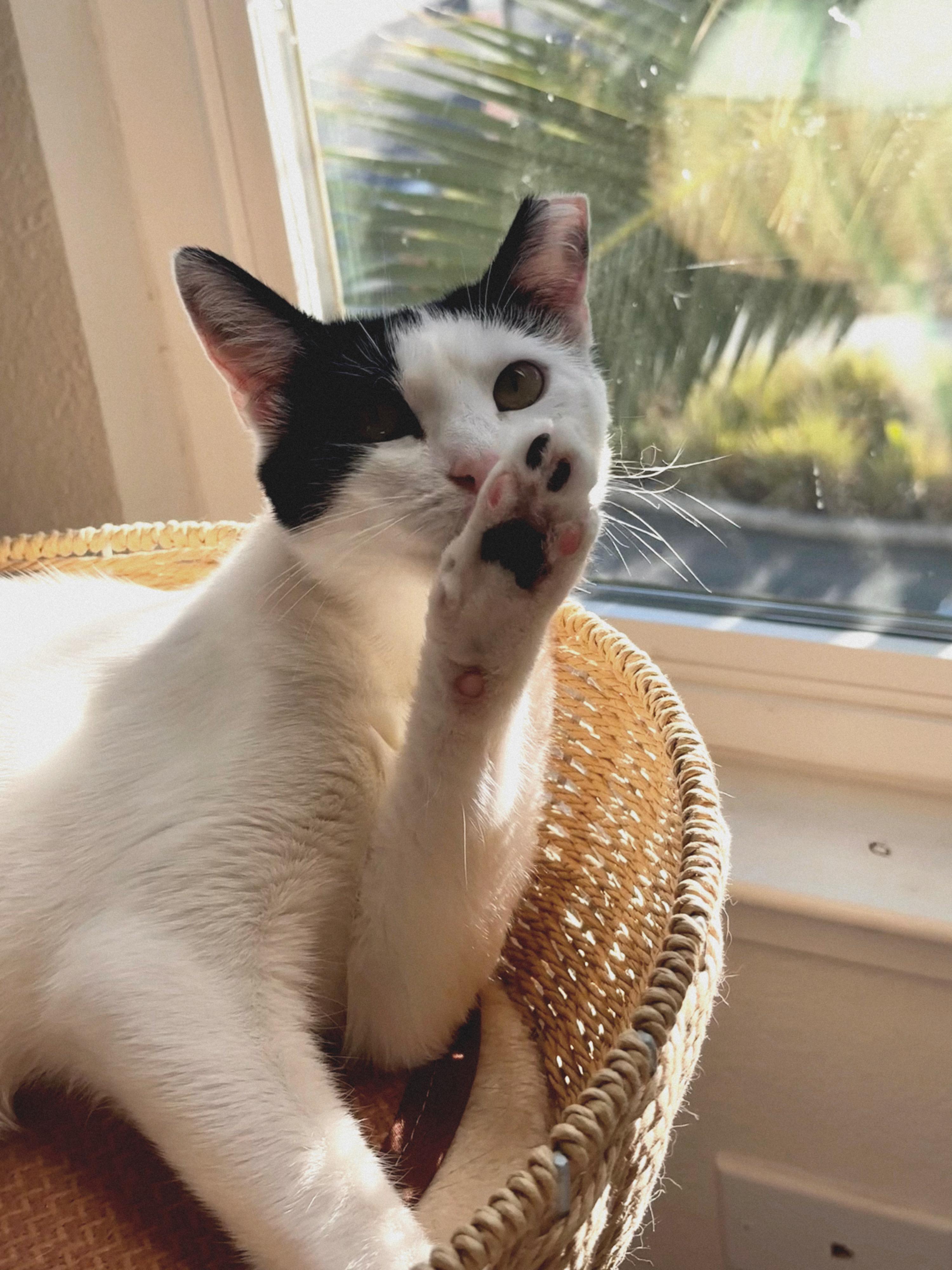 Enlarge Flora, a Adoptable American Shorthair in San Jose, CA image 1/6