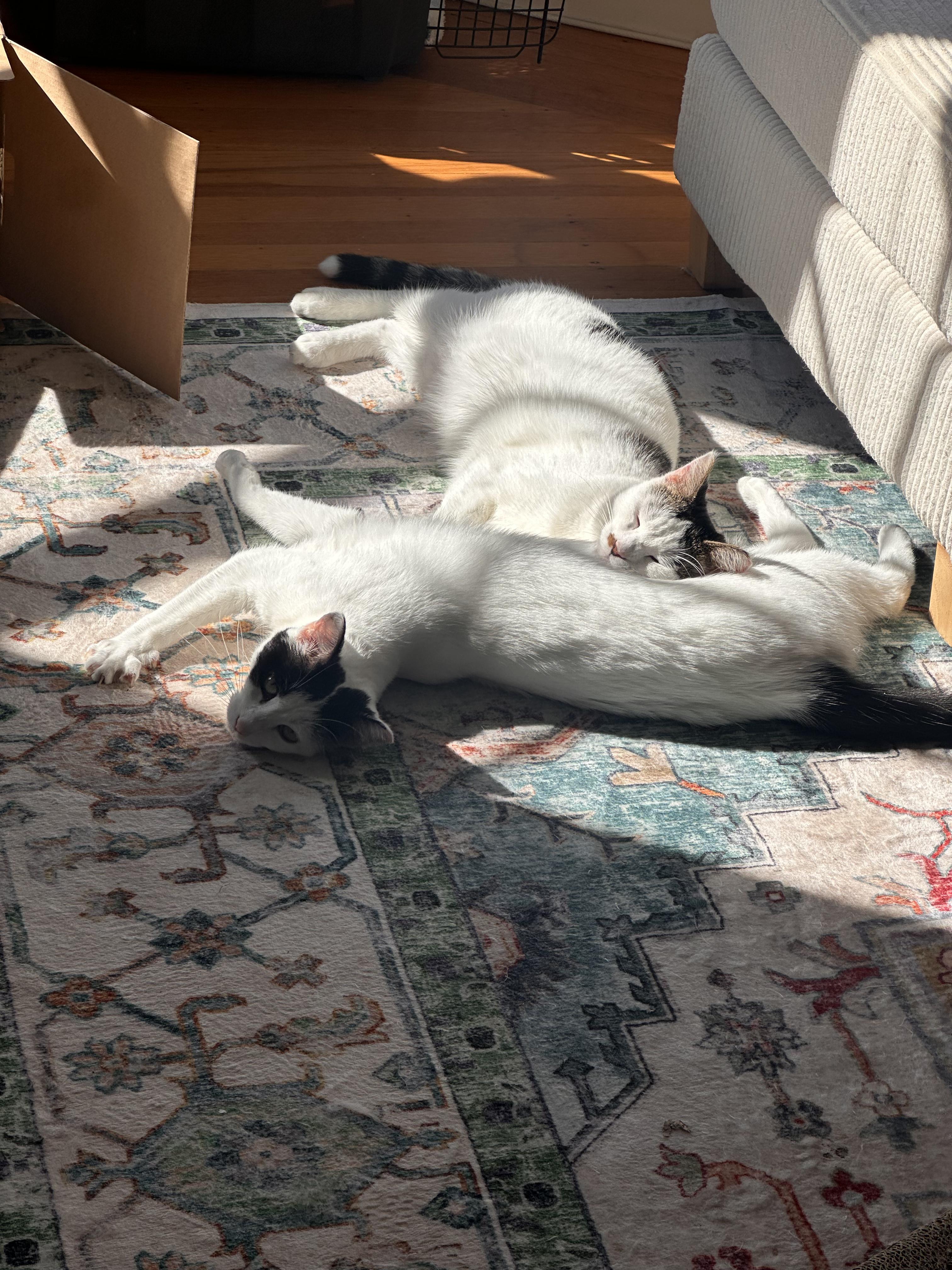 Enlarge Flora, a Adoptable American Shorthair in San Jose, CA image 6/6