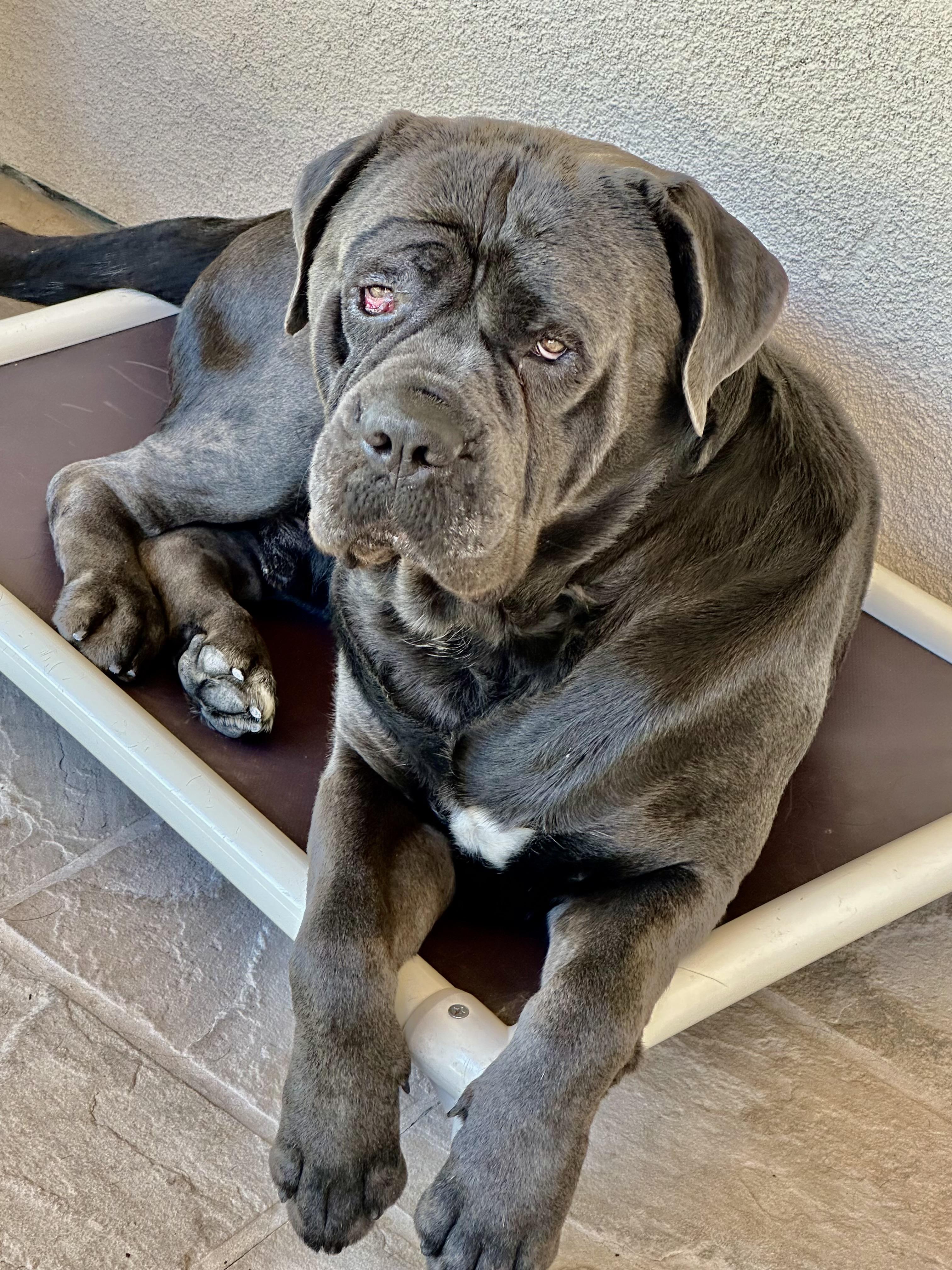 Jax, ADOPTABLE, Adult Male Mastiff.