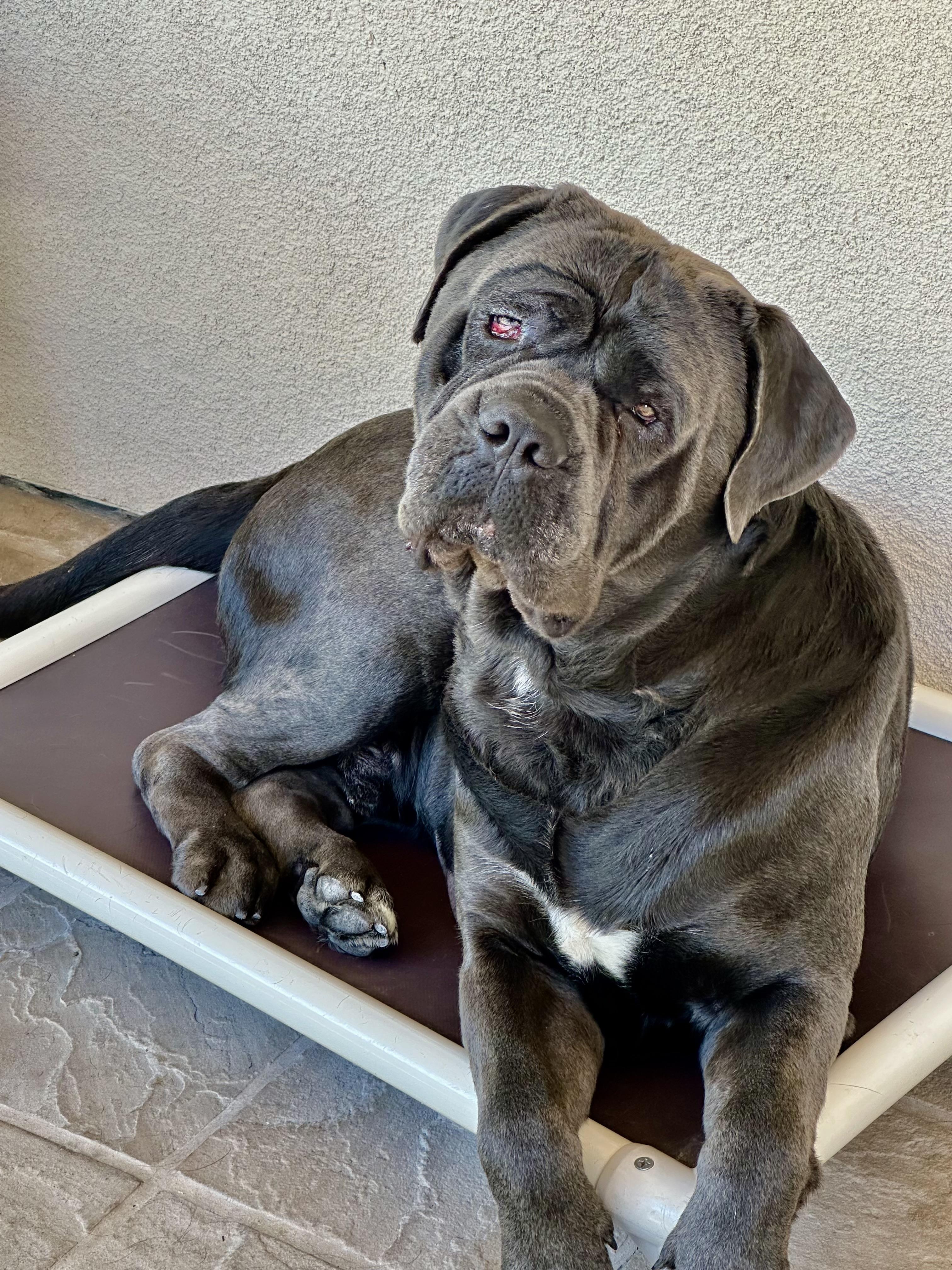 Jax, a ADOPTABLE Mastiff in Fremont, CA image 2/3