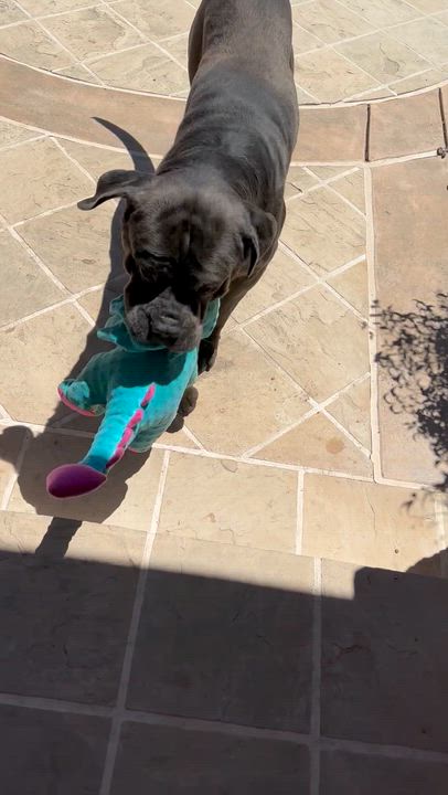 Enlarge Jax, a ADOPTABLE Mastiff in Fremont, CA video 3/3