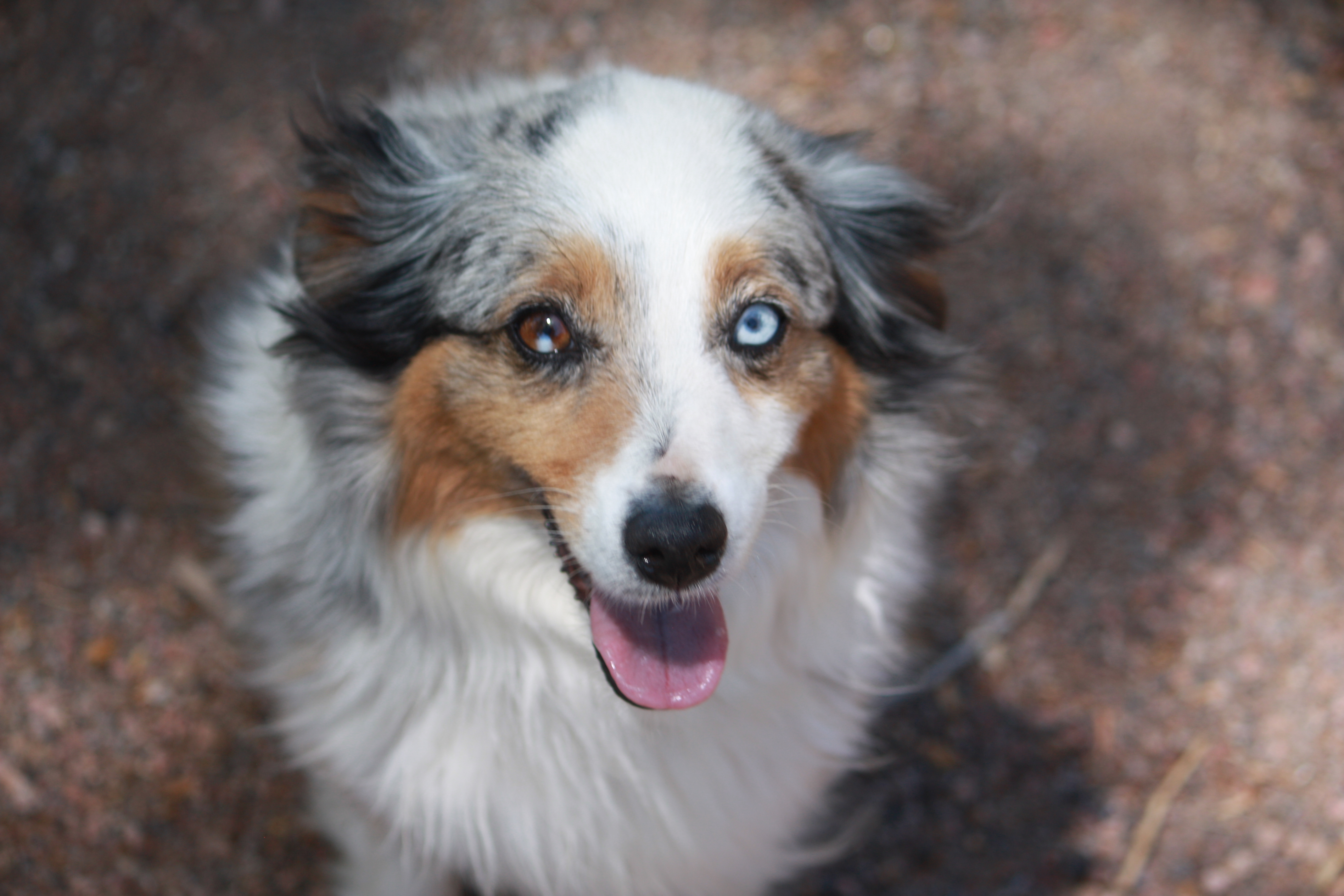 Bella, a Adopted Australian Shepherd in Albuquerque, NM image 1/5