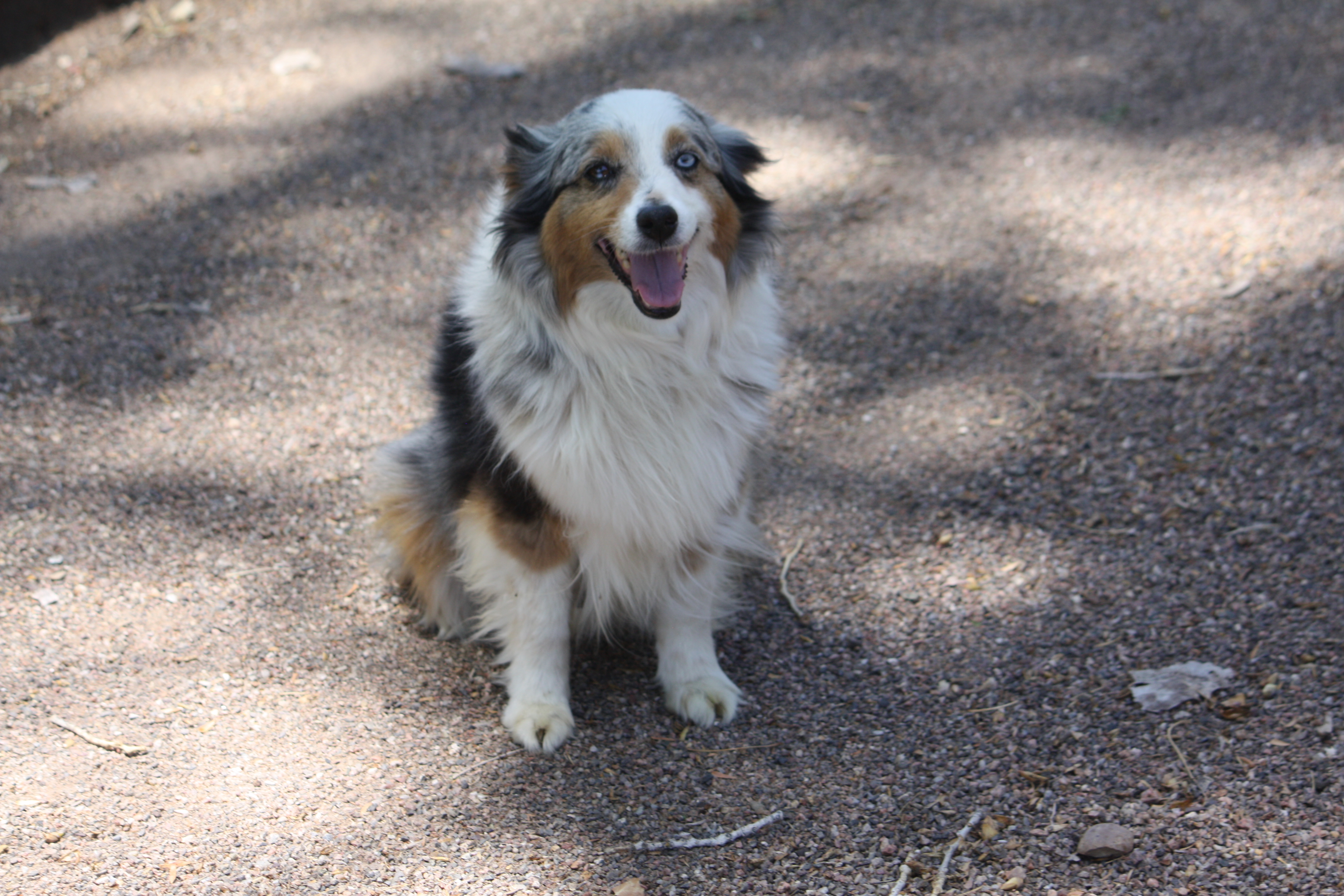 Bella, a Adopted Australian Shepherd in Albuquerque, NM image 2/5