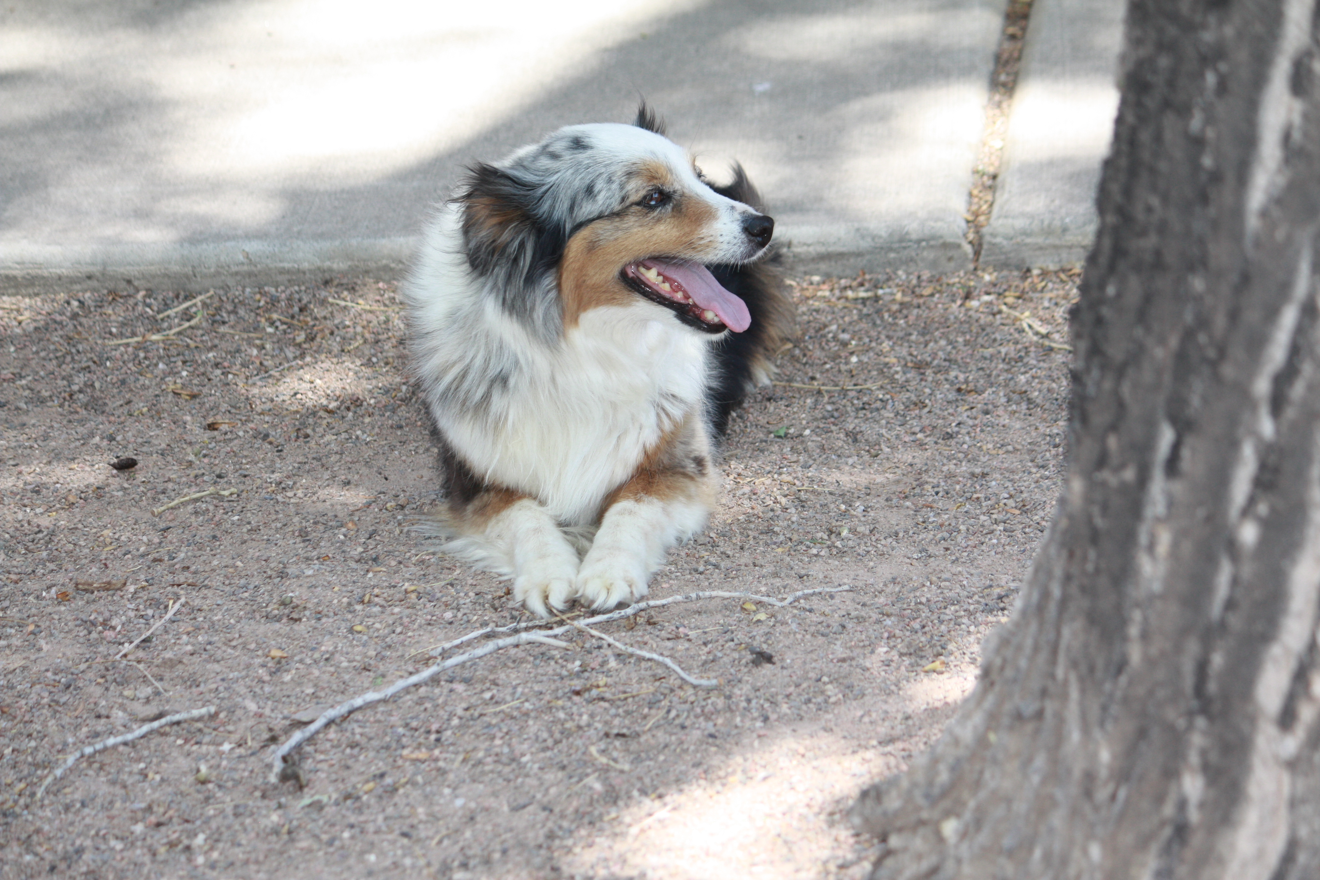 Bella, a Adopted Australian Shepherd in Albuquerque, NM image 3/5
