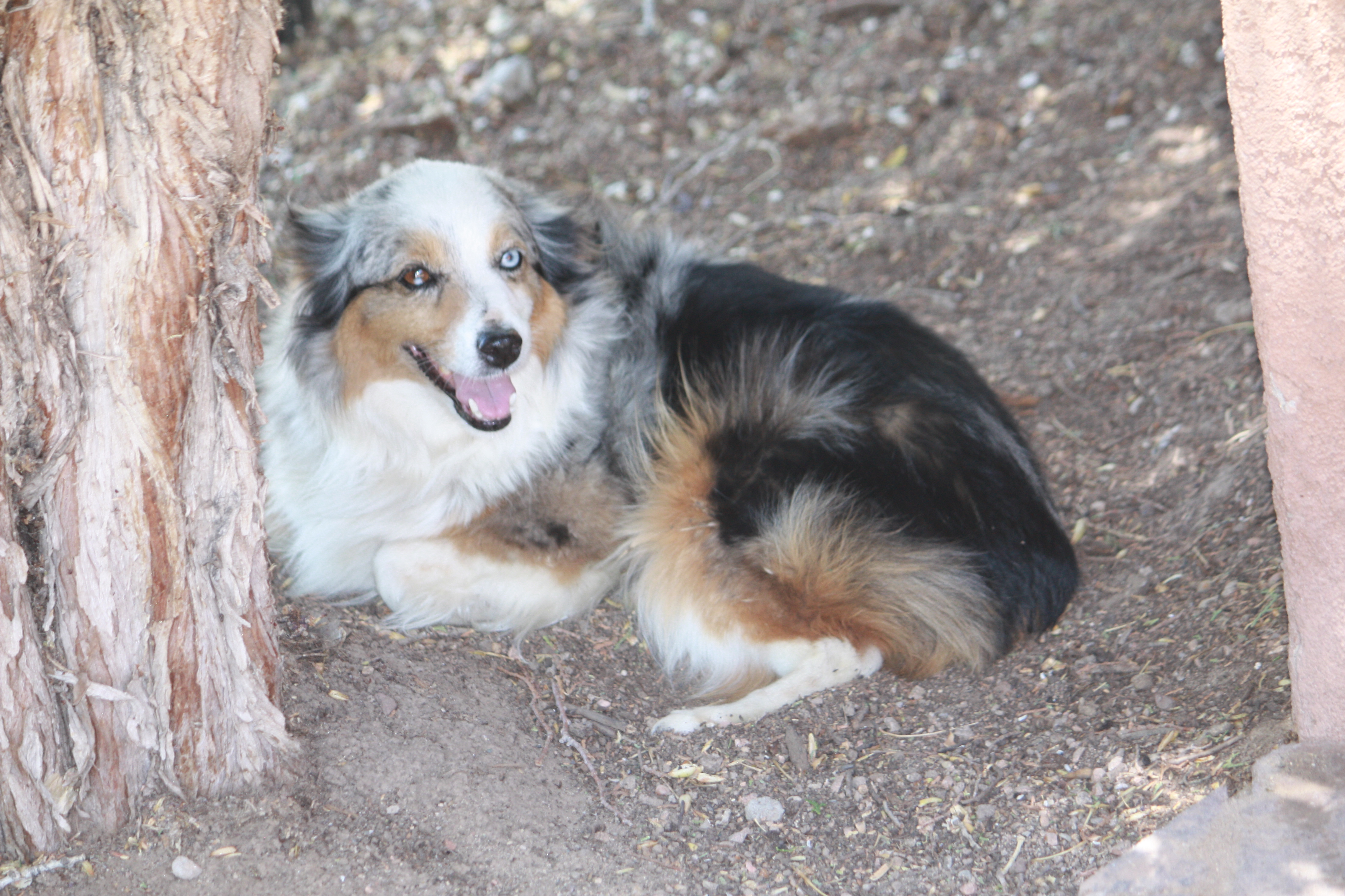 Bella, a Adopted Australian Shepherd in Albuquerque, NM image 4/5