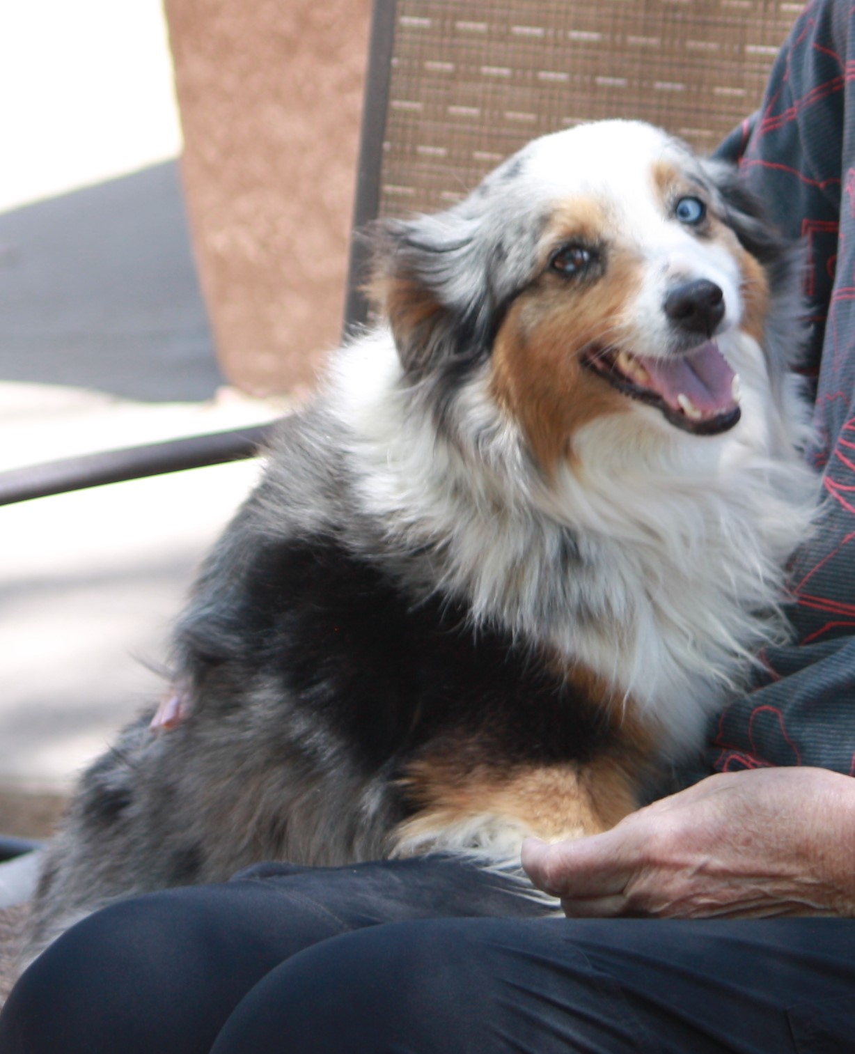 Bella, a Adopted Australian Shepherd in Albuquerque, NM image 5/5