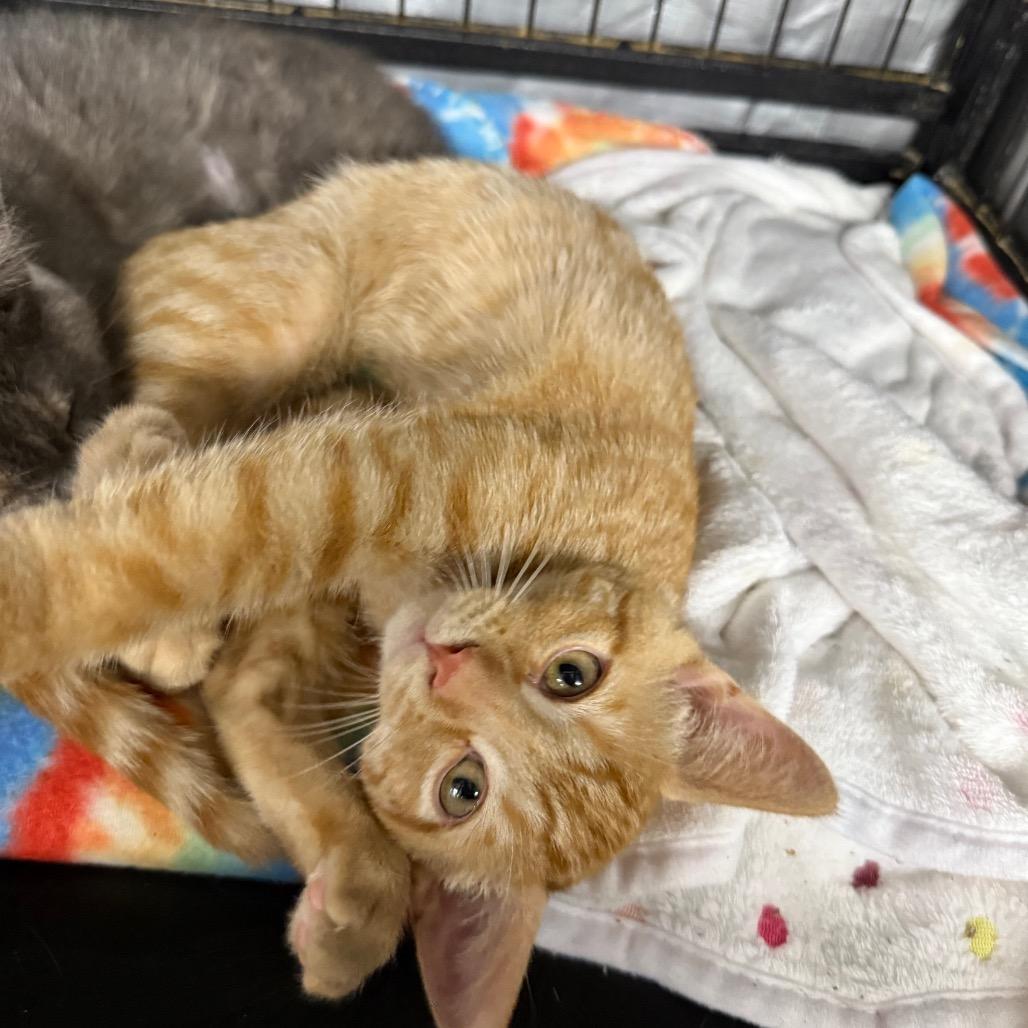 Enlarge Chucky, a Adoptable Domestic Short Hair in Spanish Fork, UT image 1/4