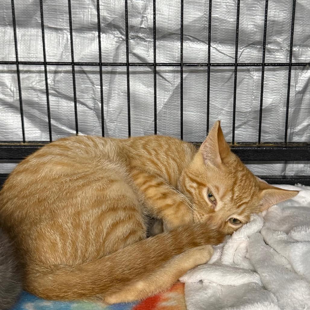 Enlarge Chucky, a Adoptable Domestic Short Hair in Spanish Fork, UT image 2/4