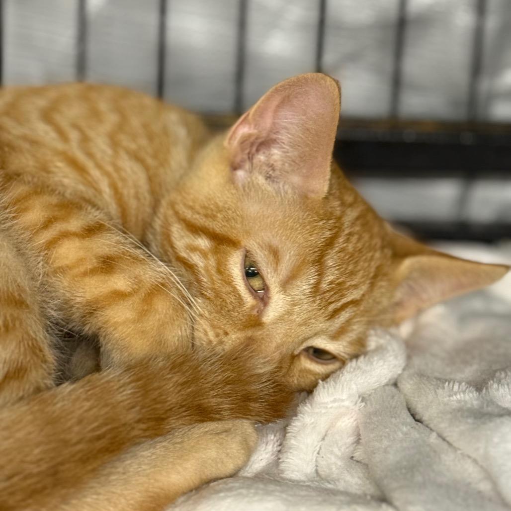 Enlarge Chucky, a Adoptable Domestic Short Hair in Spanish Fork, UT image 3/4