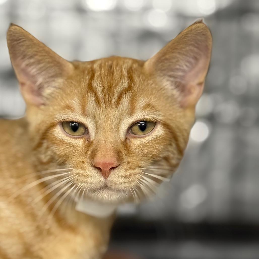 Enlarge Chucky, a Adoptable Domestic Short Hair in Spanish Fork, UT image 4/4