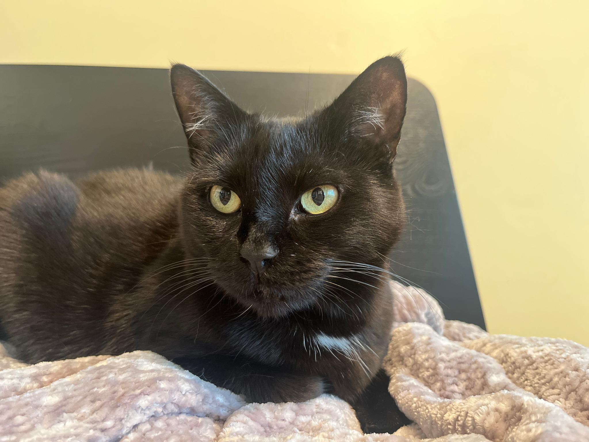 Stevie Nyx, Adopted, Adult Female Bombay.