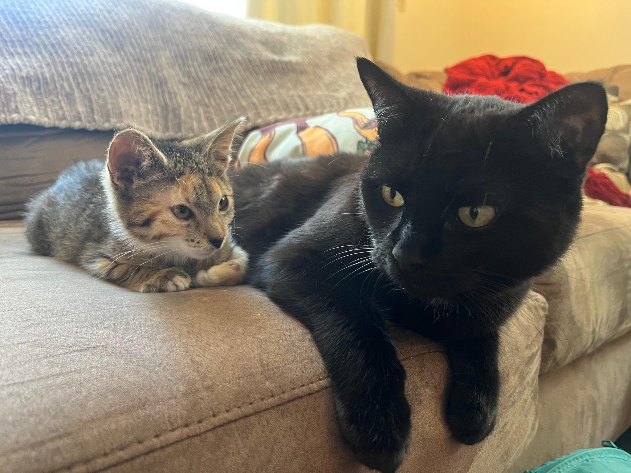 Enlarge Stevie Nyx, a Adopted Bombay in Rochelle Park, NJ image 2/2