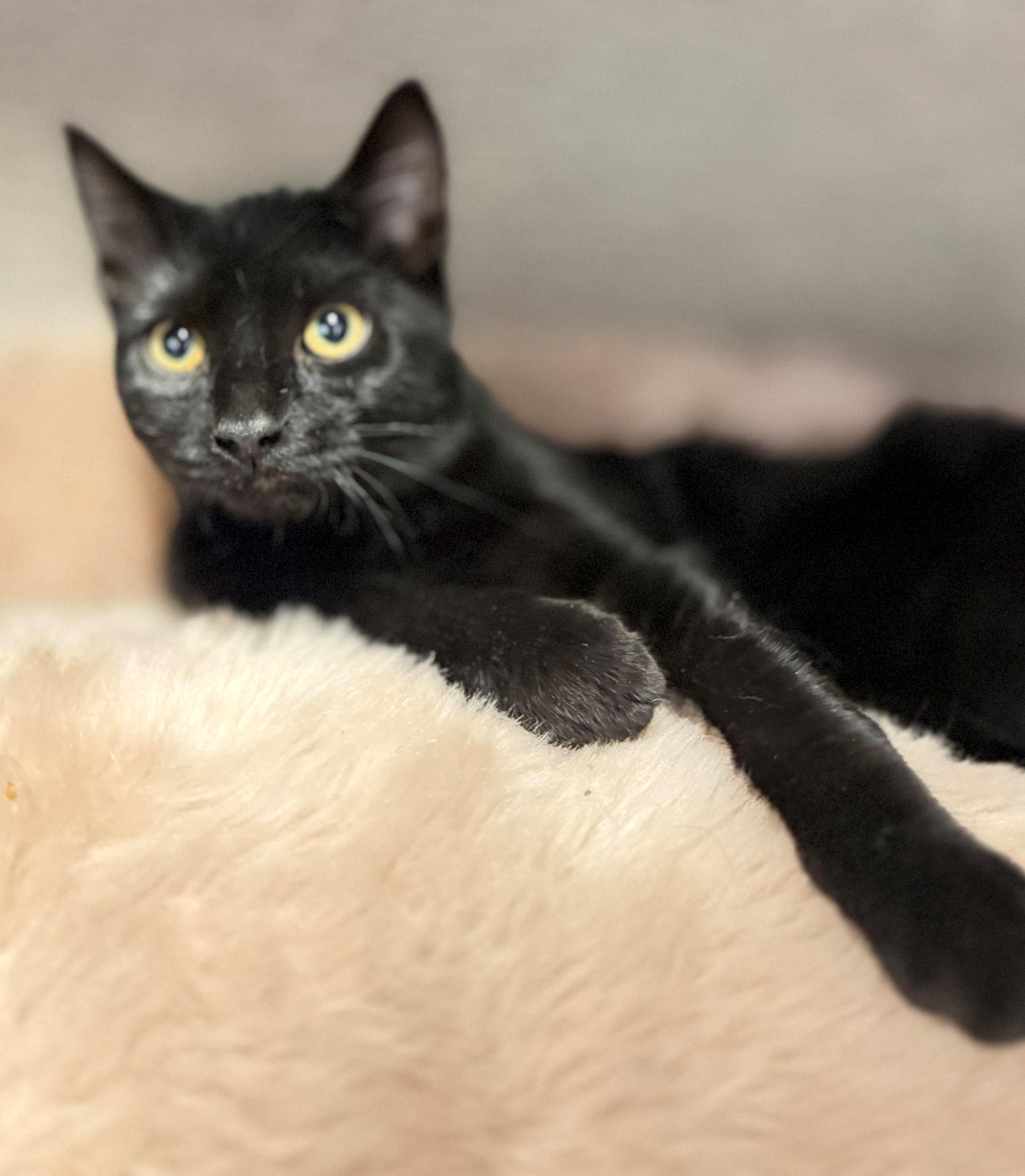 Enlarge Velcro, an adopted Domestic Short Hair in Hamilton, ON image 3/3