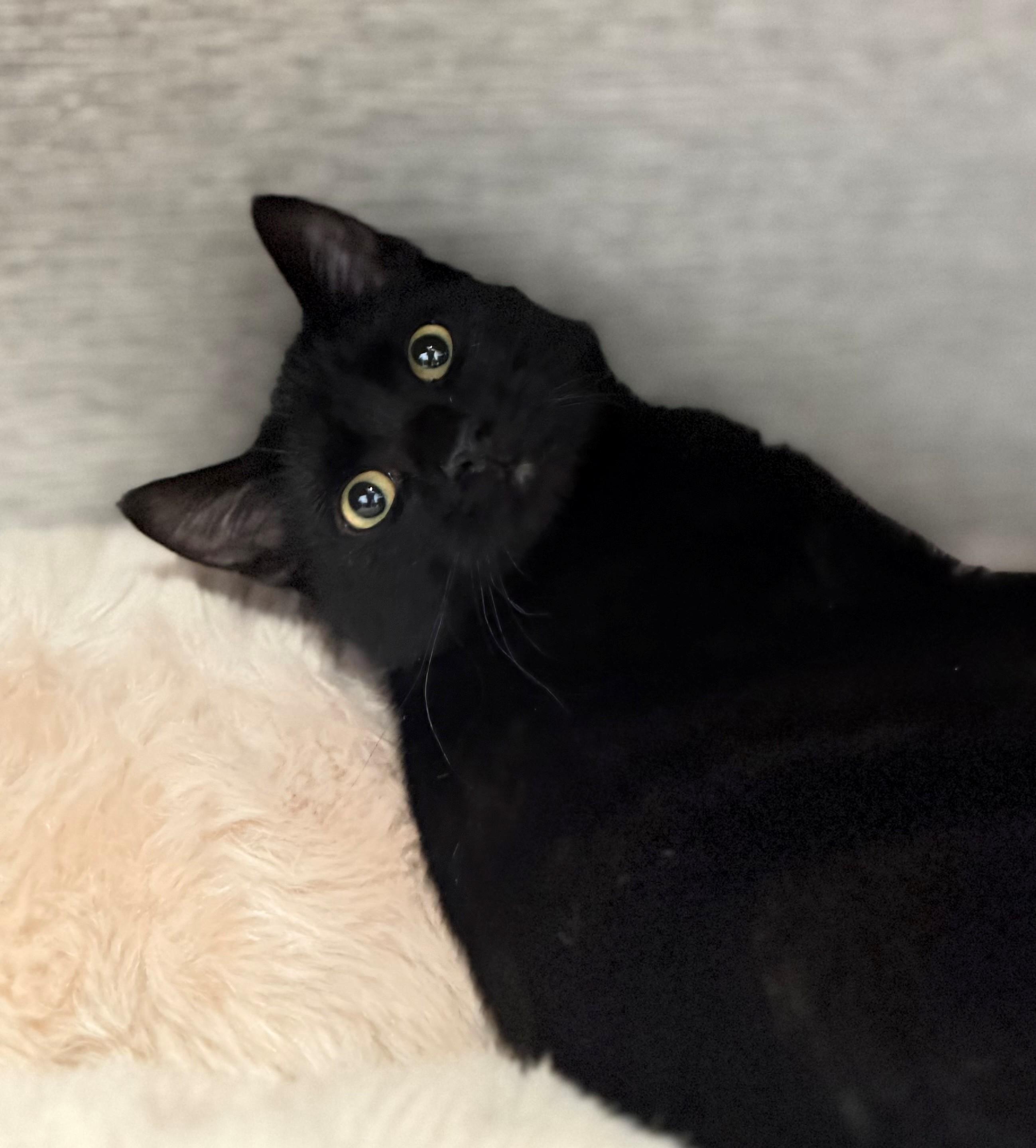 Velcro, adopted, Young Male Domestic Short Hair.