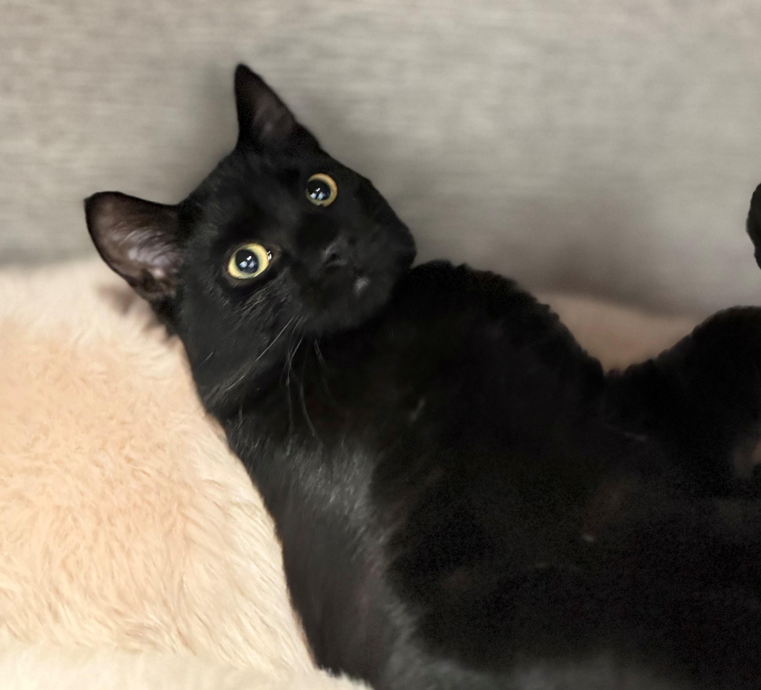 Enlarge Velcro, an adopted Domestic Short Hair in Hamilton, ON image 2/3