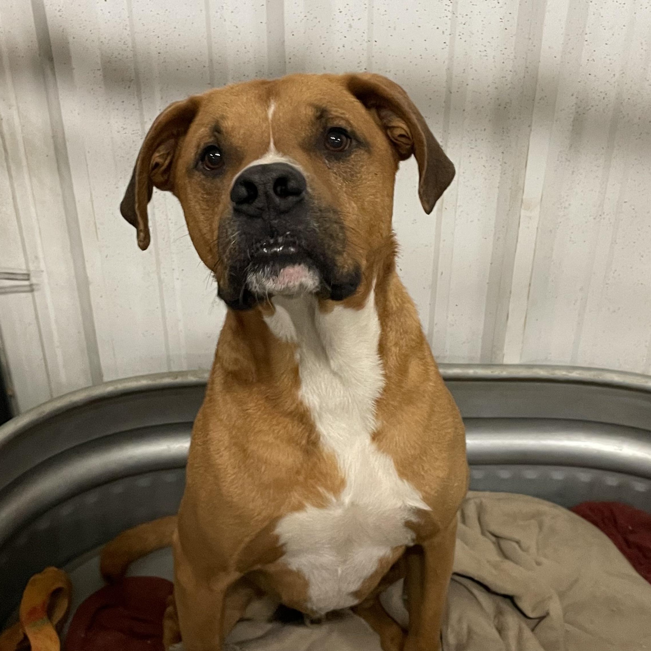 Enlarge Buddy, a ADOPTABLE mixed breed in Bartlesville, OK image 1/1