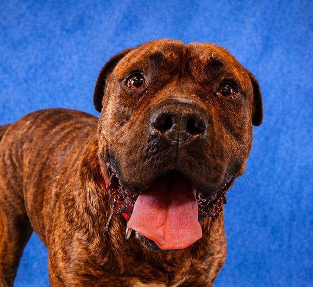 Enlarge FRANKLIN, a Adoptable Pit Bull Terrier in Pearland, TX image 1/1