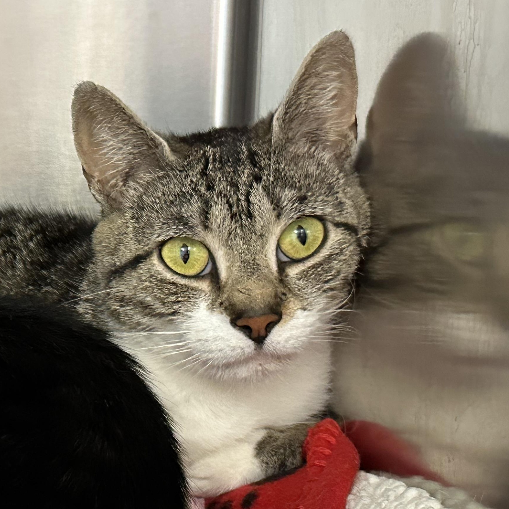 Delilah, ADOPTABLE, Young Female Domestic Short Hair.