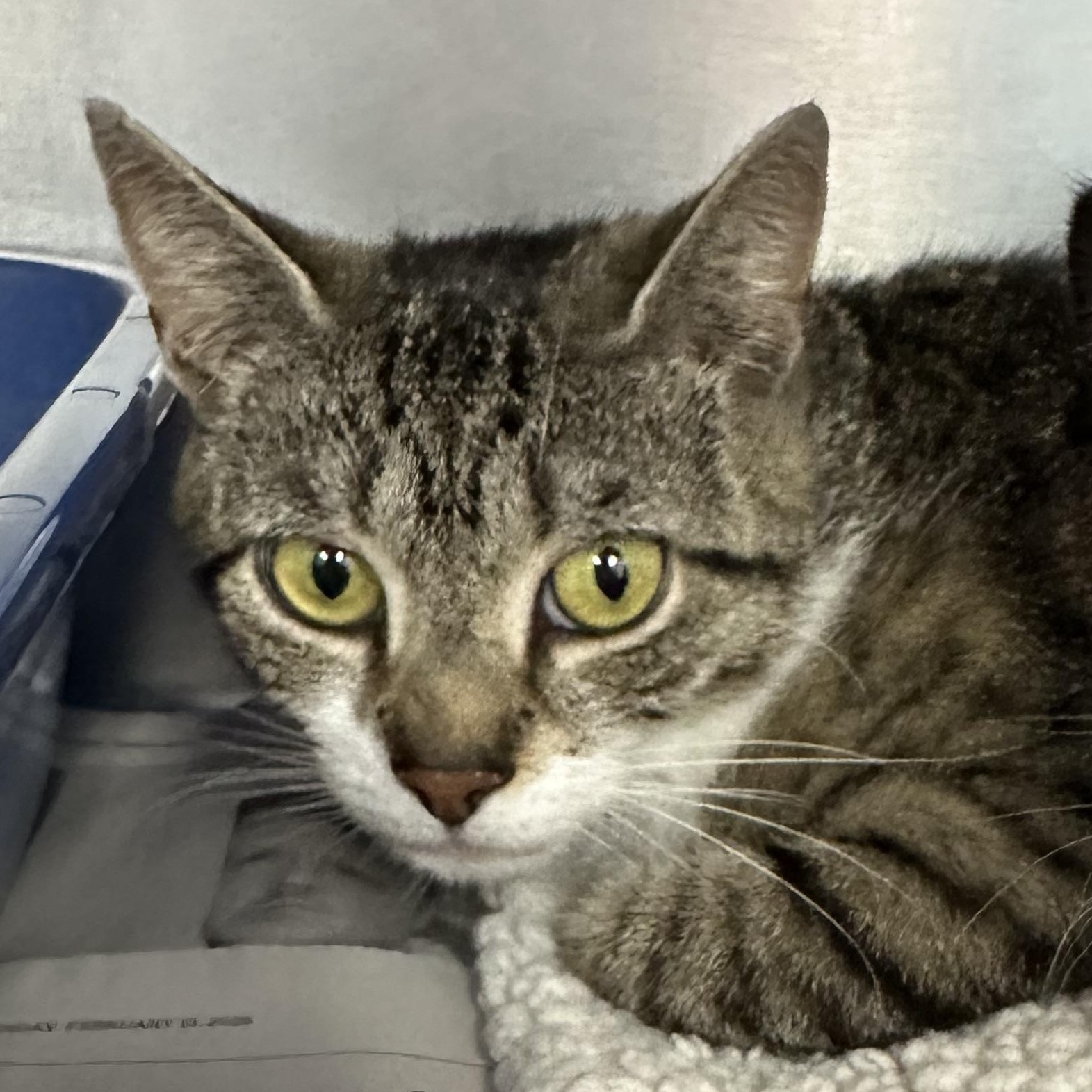 Delilah, a ADOPTABLE Domestic Short Hair in Clifton, NJ image 3/5