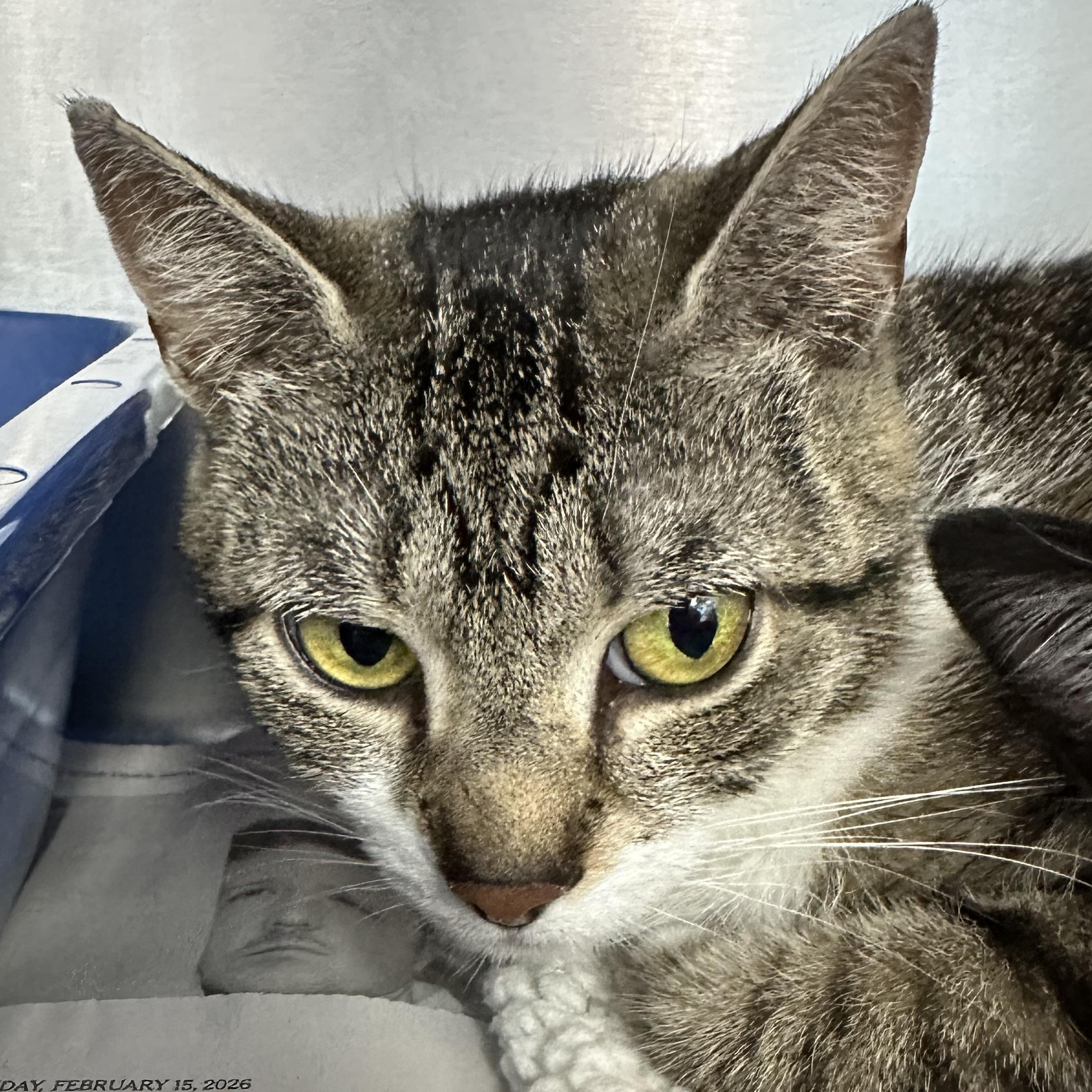 Delilah, a ADOPTABLE Domestic Short Hair in Clifton, NJ image 5/5