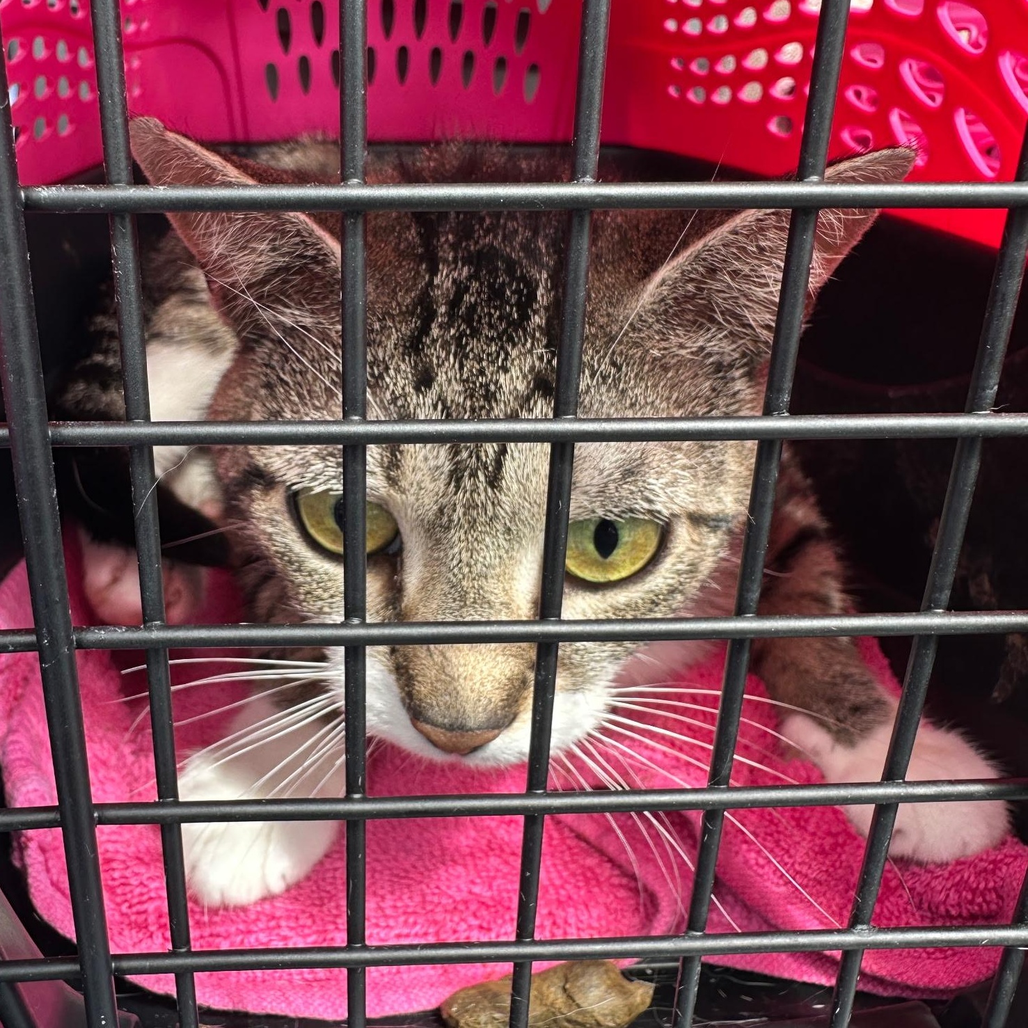 Delilah, a ADOPTABLE Domestic Short Hair in Clifton, NJ image 4/5