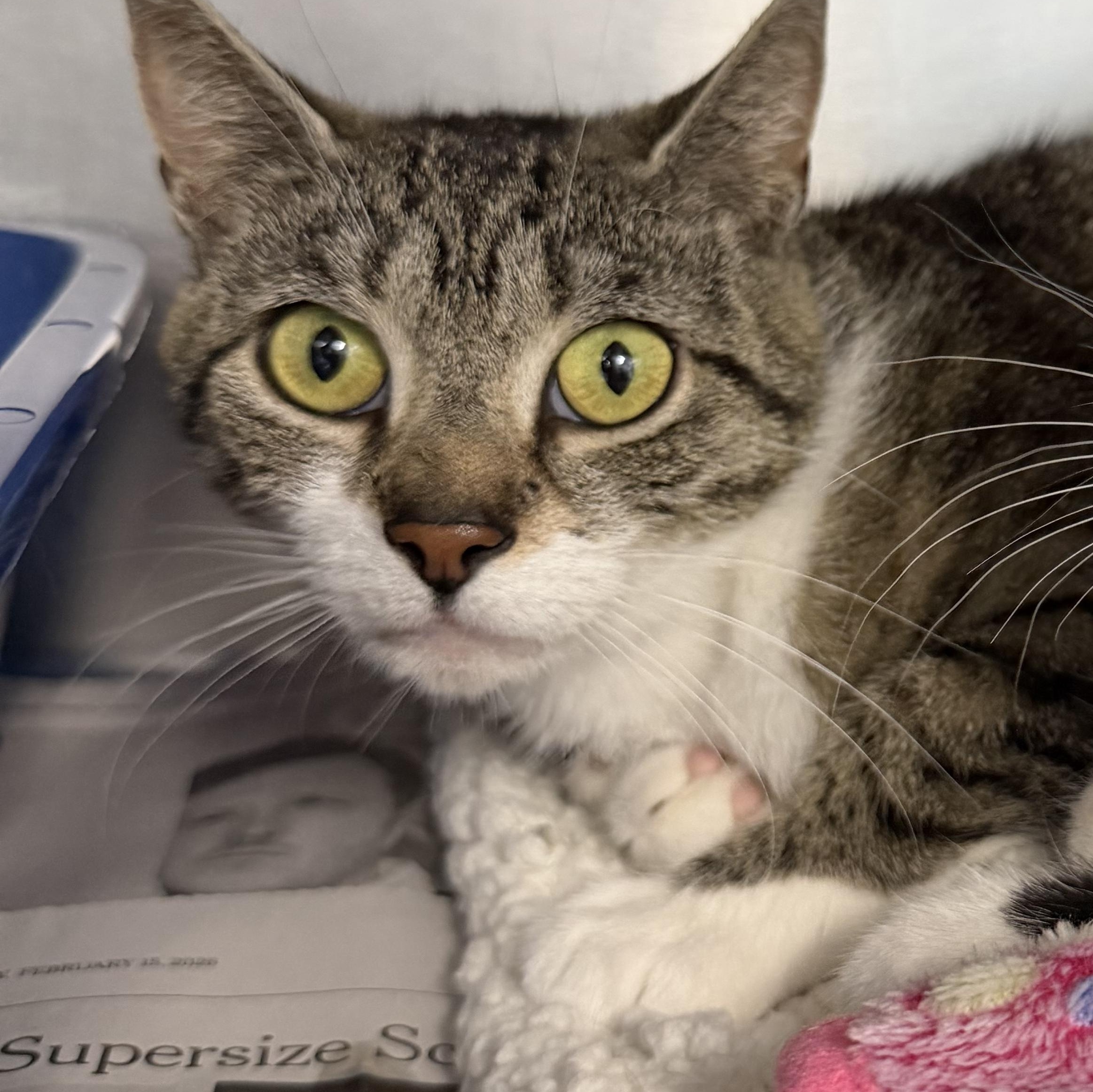 Delilah, a ADOPTABLE Domestic Short Hair in Clifton, NJ image 2/5