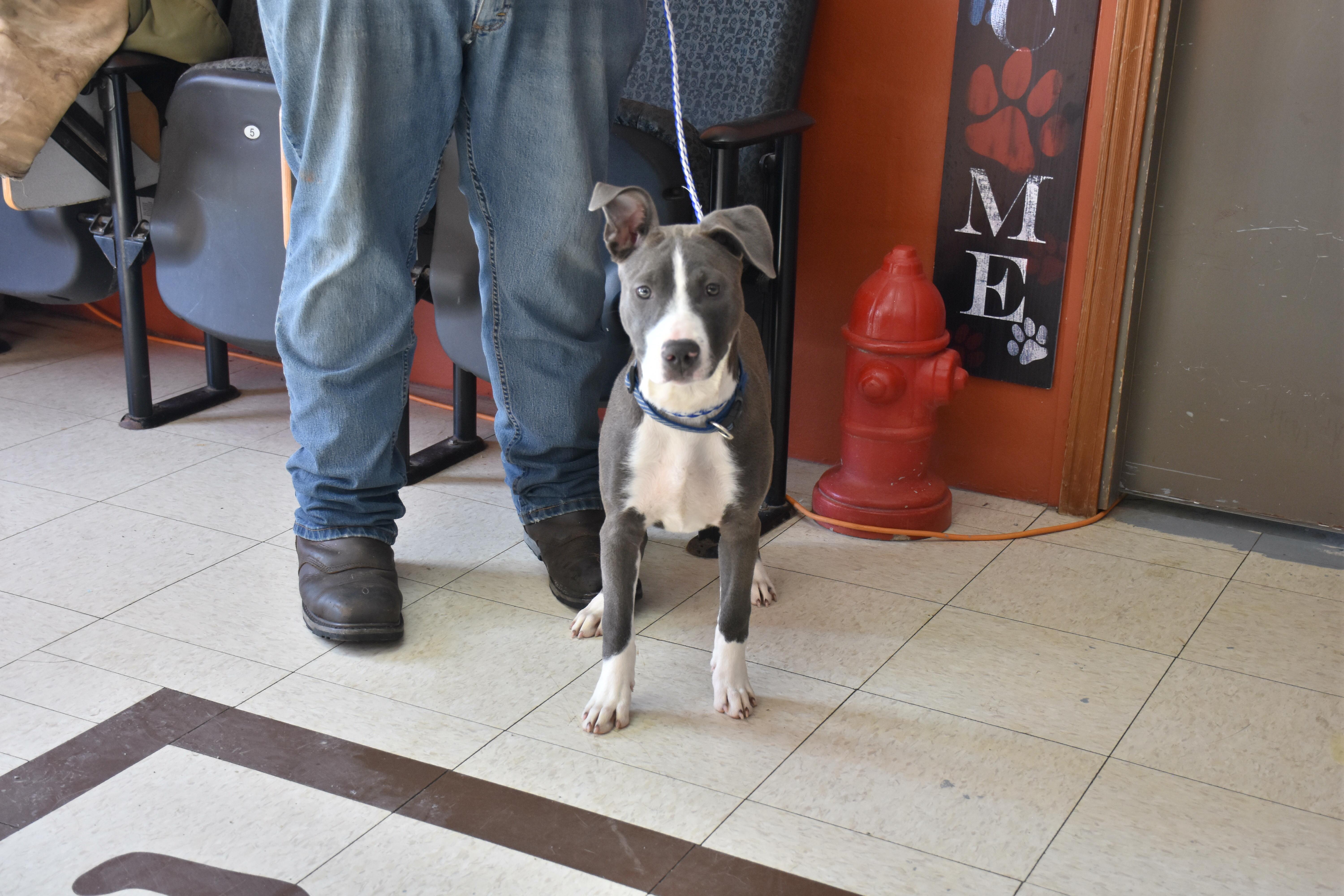 Enlarge Sapphire, an adopted Pit Bull Terrier in North Judson, IN image 1/1