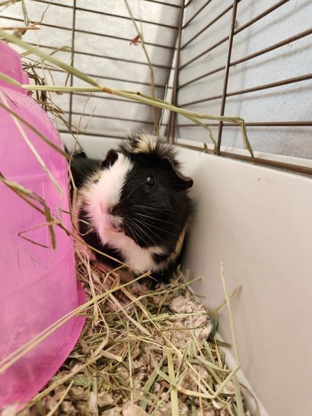 Finn, Adoptable, Adult Male Guinea Pig.