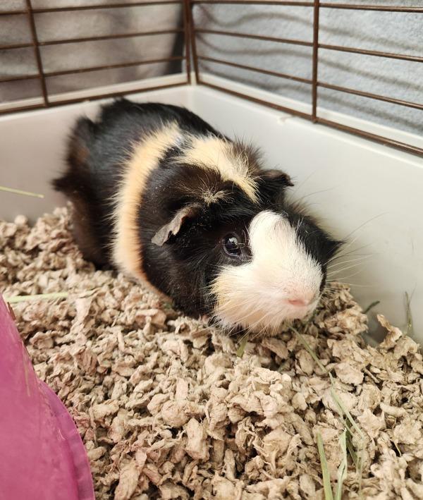 Enlarge Finn, a Adoptable mixed breed in Healdsburg, CA image 4/4