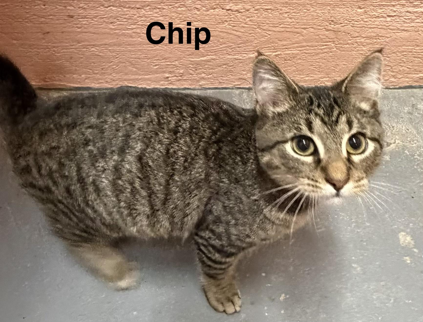 Enlarge Chip, a ADOPTABLE Tabby in Muncie, IN image 1/1