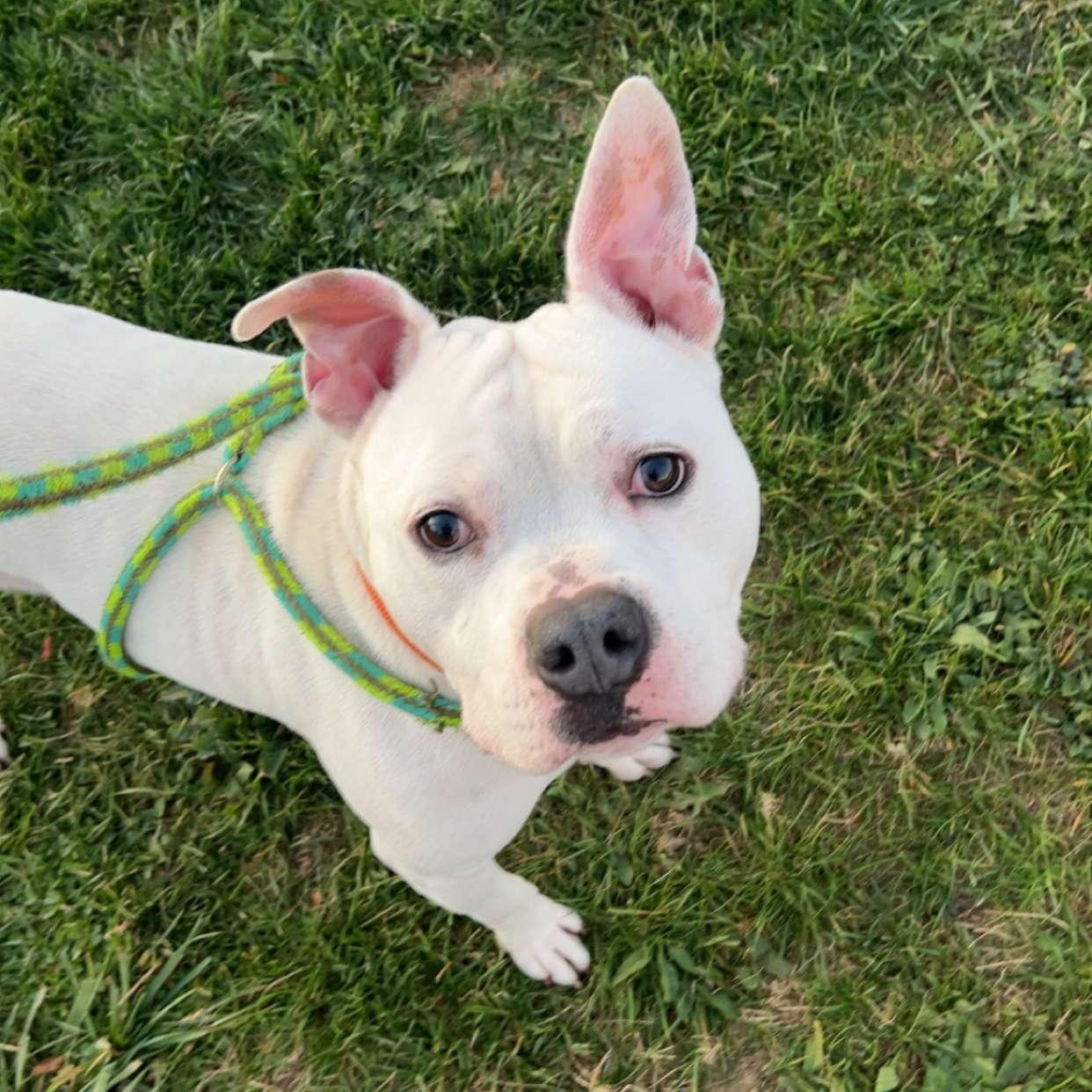 Turbo, Adult Male unknown